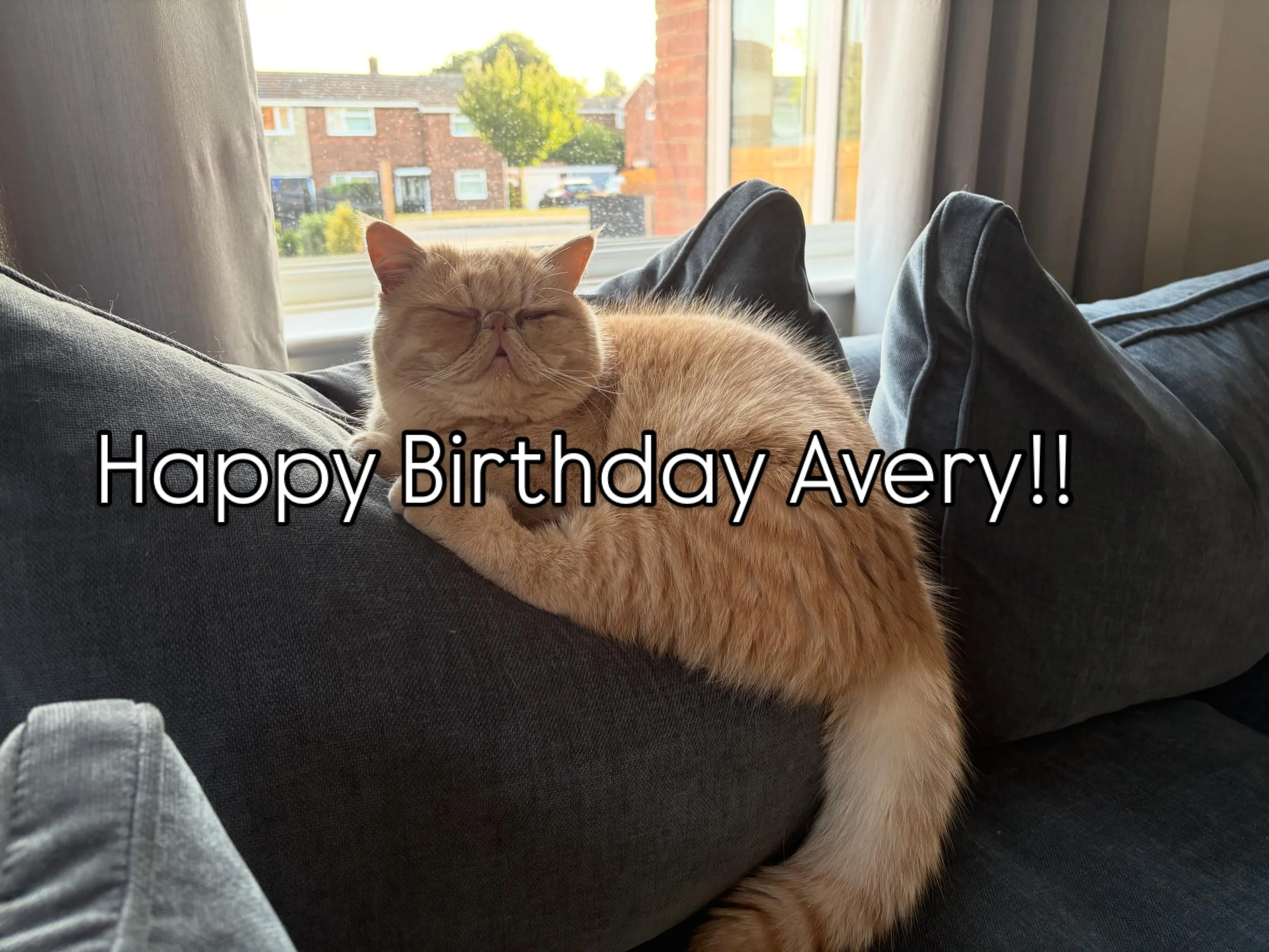 This little one is finally a year old today!! 🥳🤩💛🌟 Happy Birthday little lady! 

#catsofinstagram #oneyearold #happybirthday #birthdaygirl
