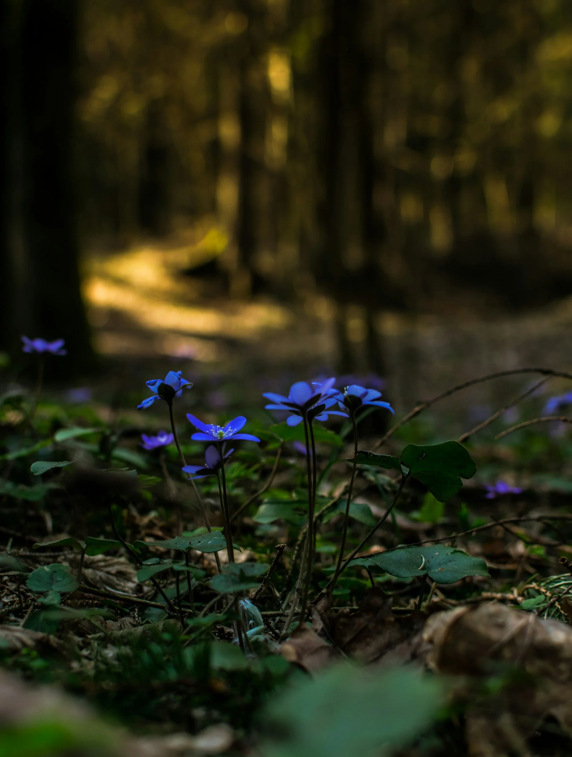 Close-up of small blue flowers growing on the forest floor with blurred trees and sunlight in the background.