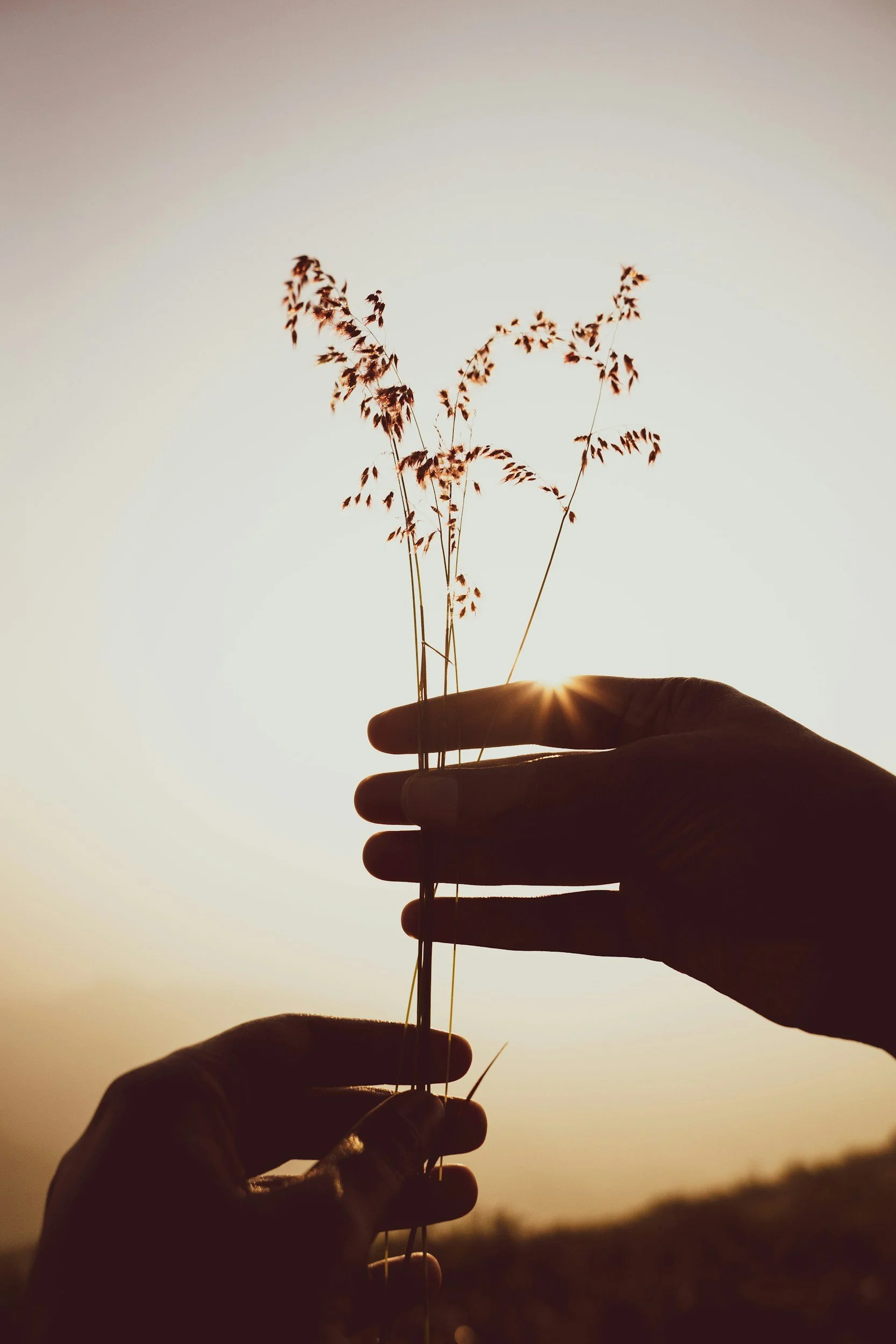 A person's hand holding a small bouquet of dried grass or wheat against a sunset or sunrise sky, with the sun partially visible behind the hand.