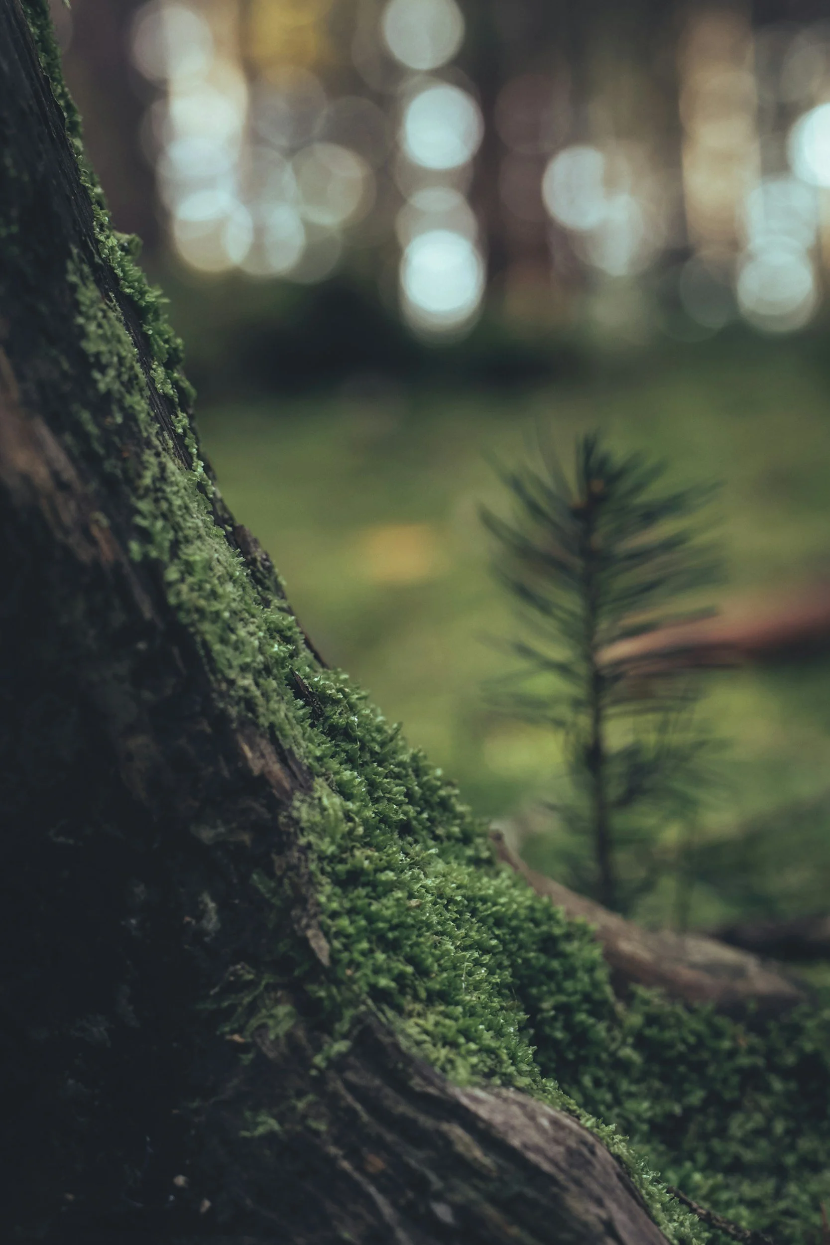 Close-up of a tree trunk covered in green moss with blurred background of a forest.