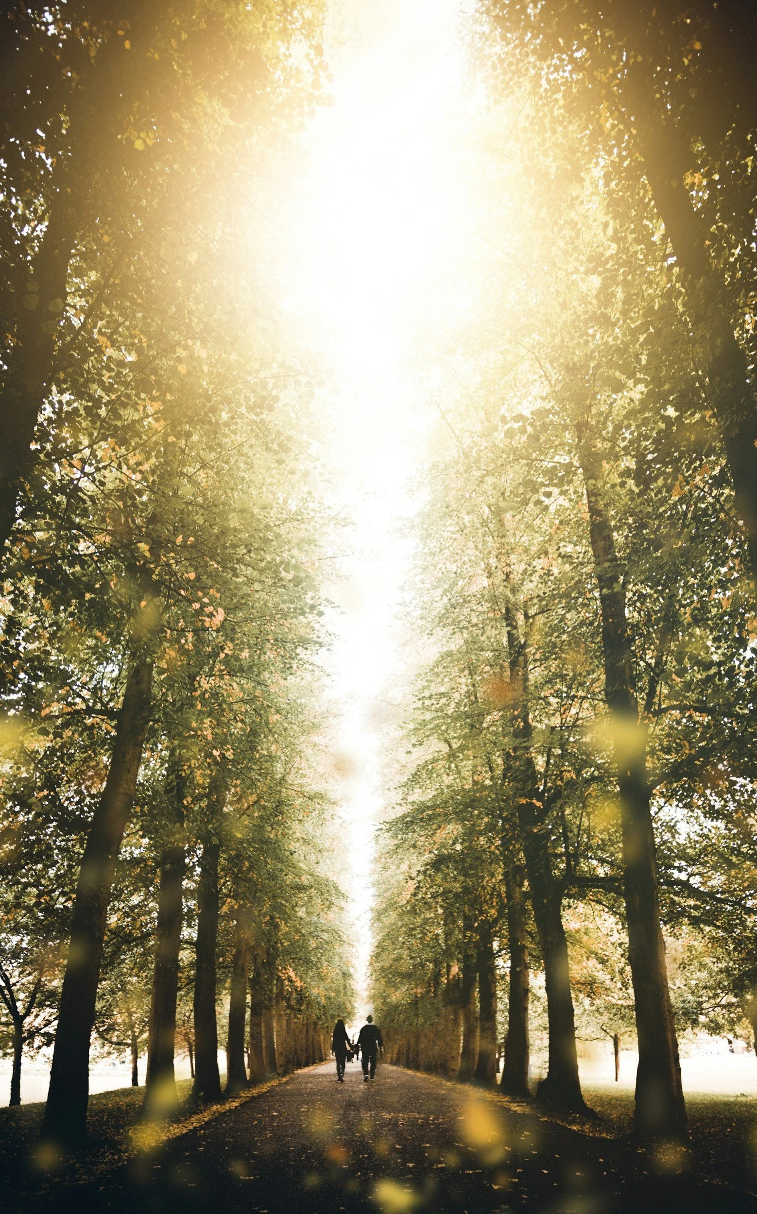 A path through a park lined with tall trees on a sunny day, with three people walking and the sunlight streaming through the branches.