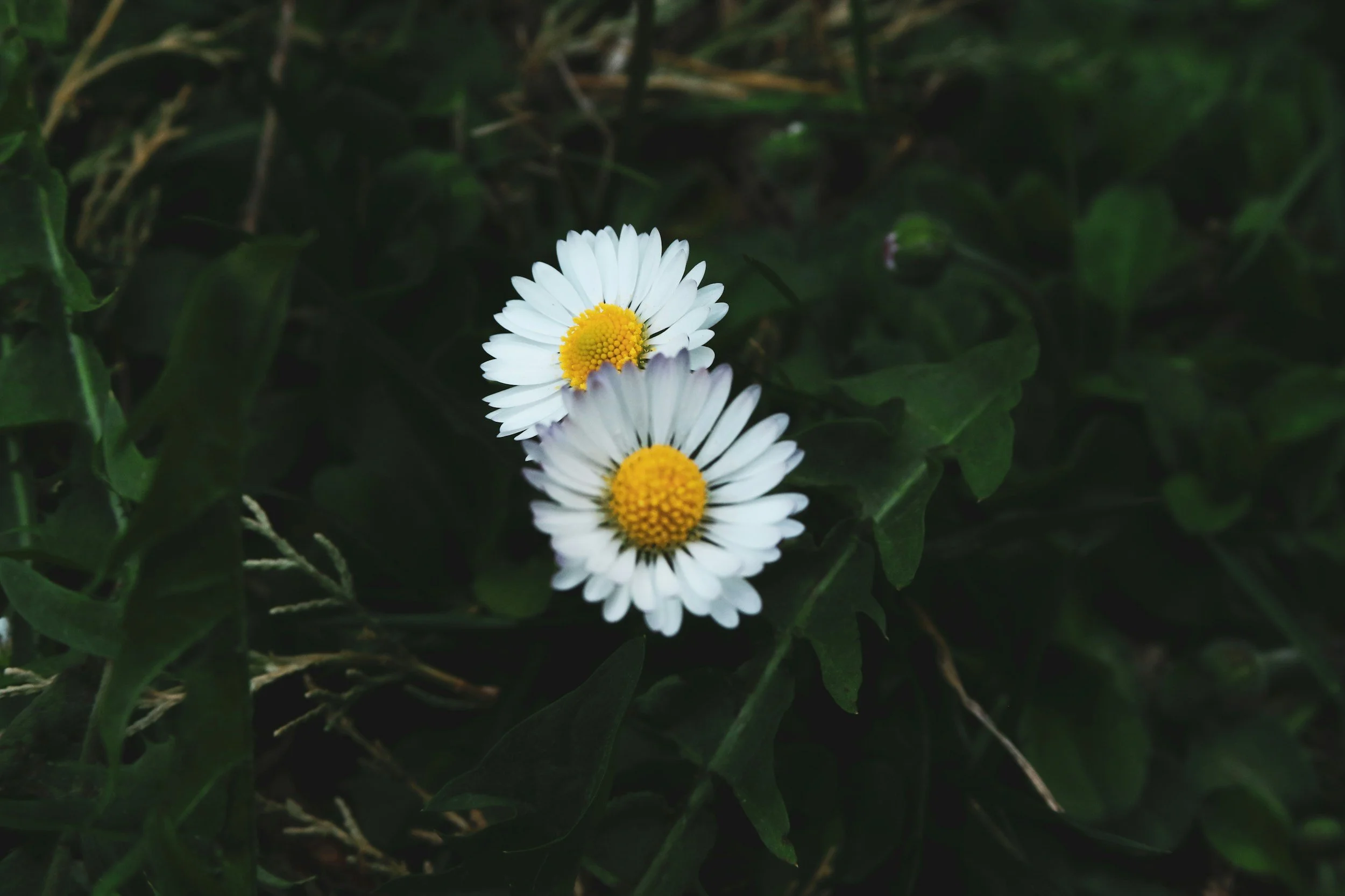 Close-up of three white daisies with yellow centers blooming among green leaves in a garden.