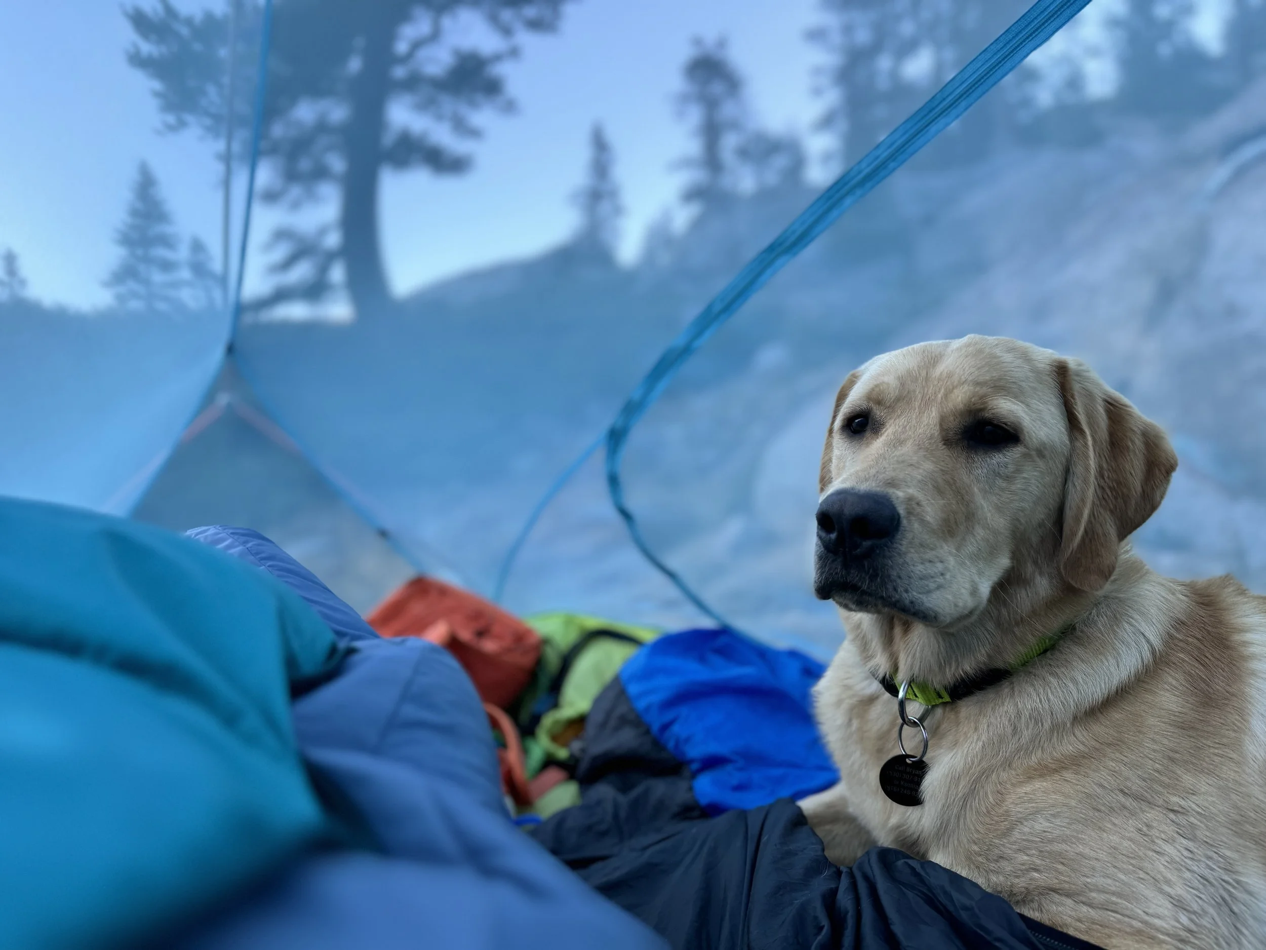 A close-up of a yellow Labrador retriever with a green collar, sitting among colorful camping gear outdoors, with trees and a blue tent in the background.