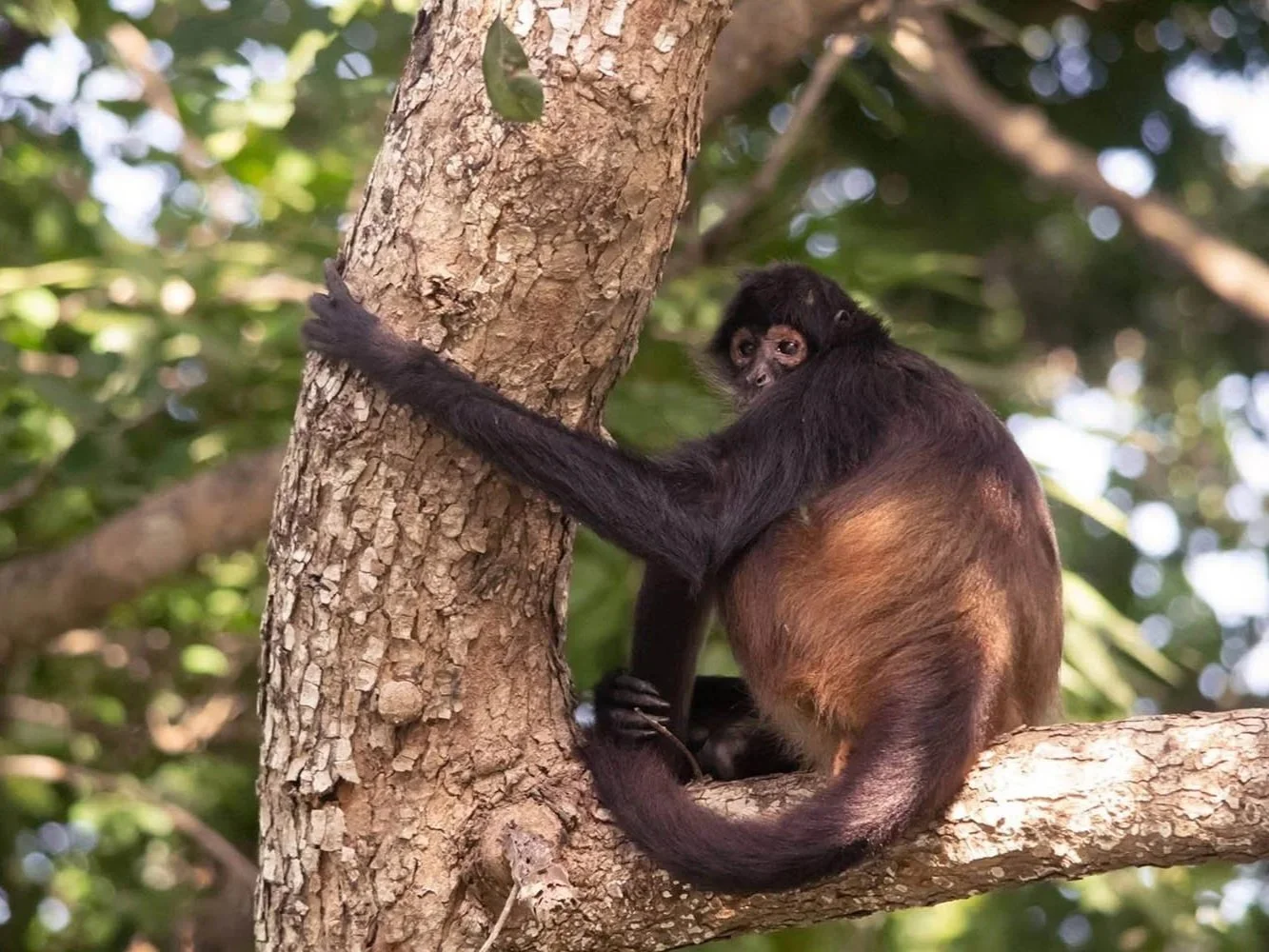 mexico-monkey.jpg