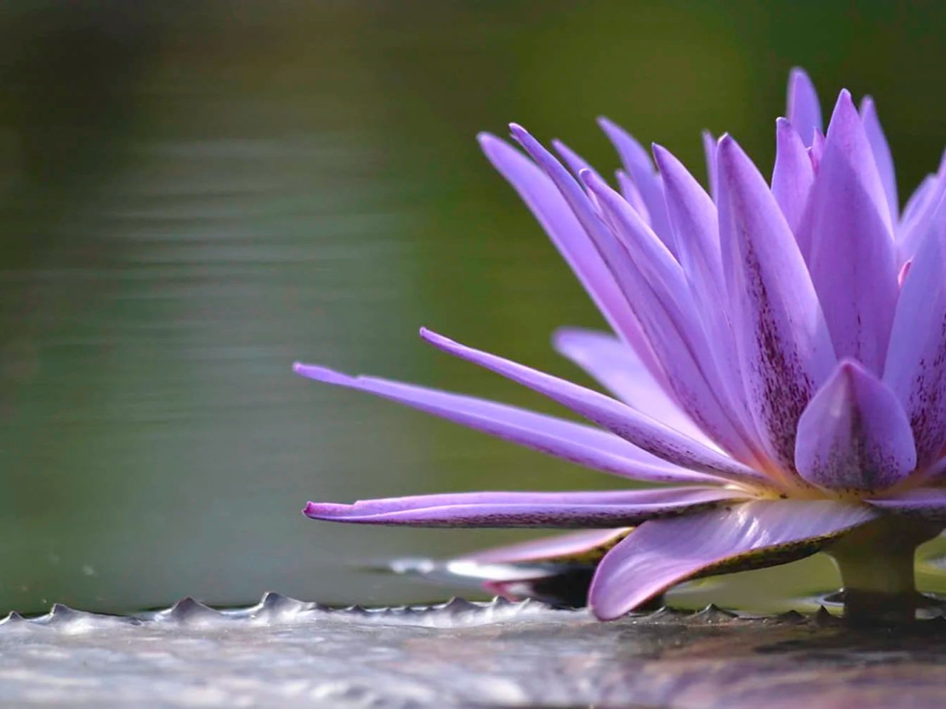 waterlily.jpg