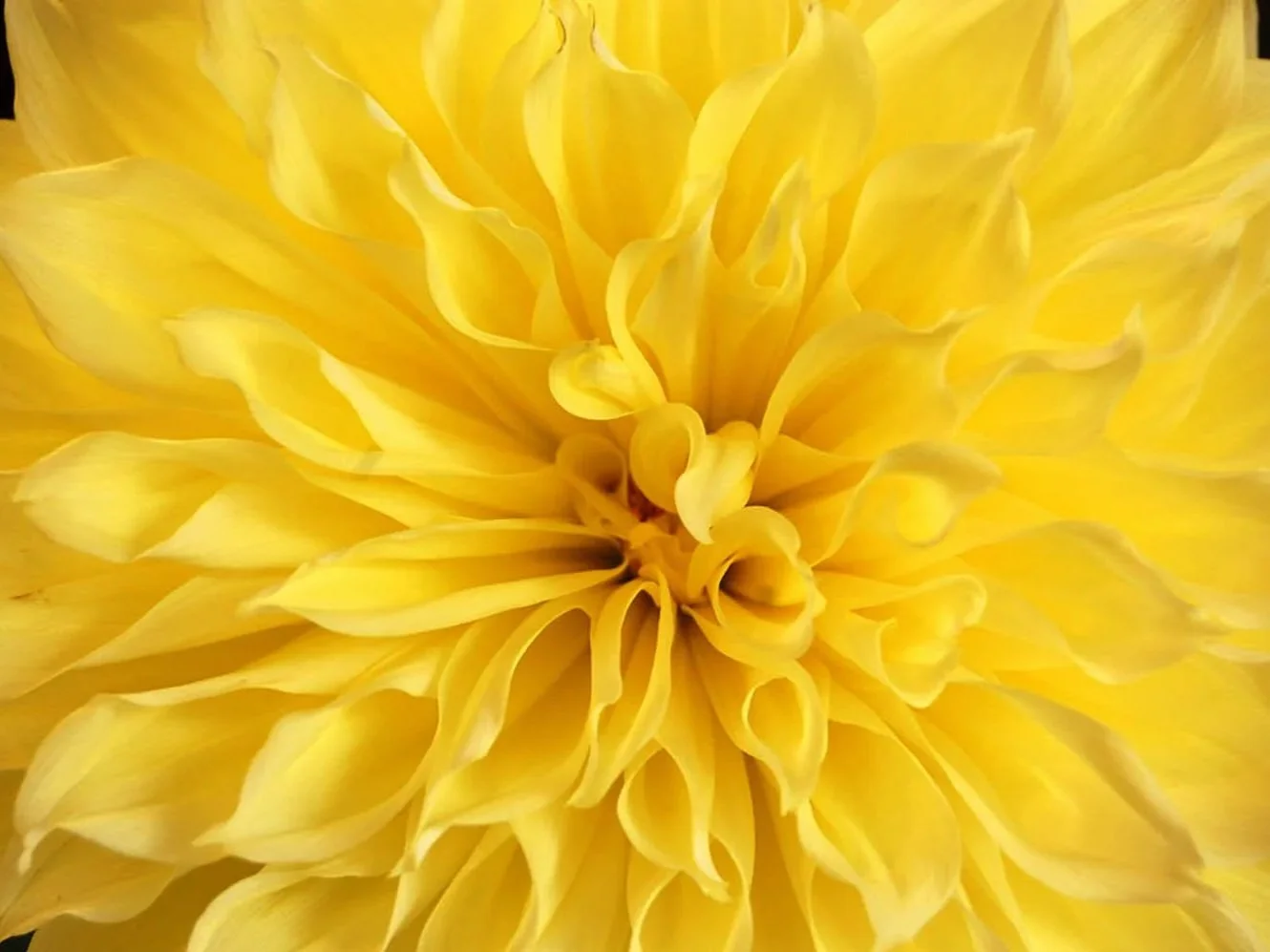dalia-show-closeup.jpg