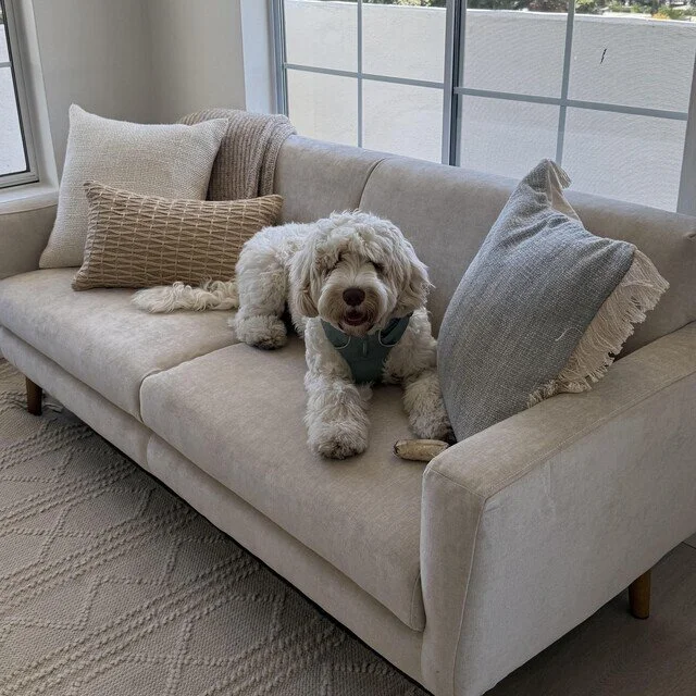 Dr. Elise Bisbee's dog Remi is on the office sofa