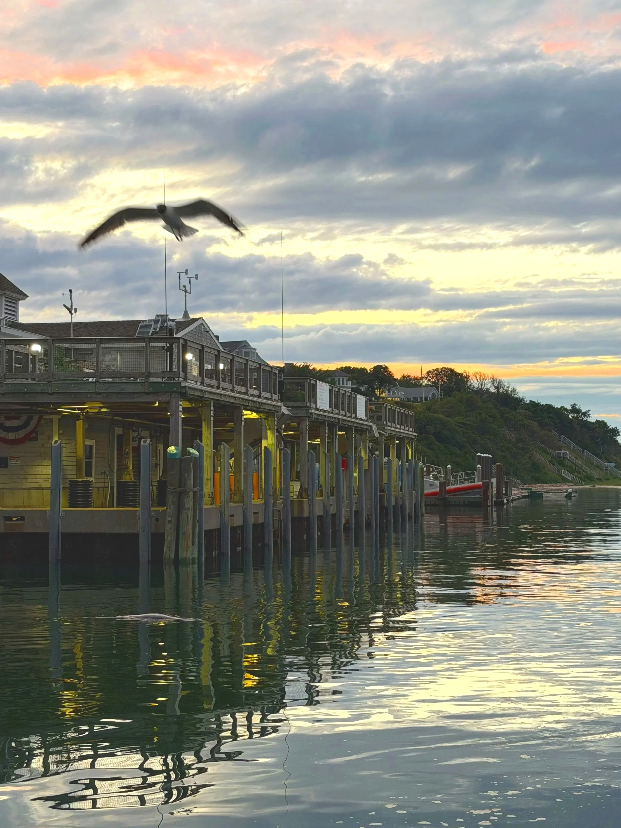 Seagull mid flight Chatham Fish Pier