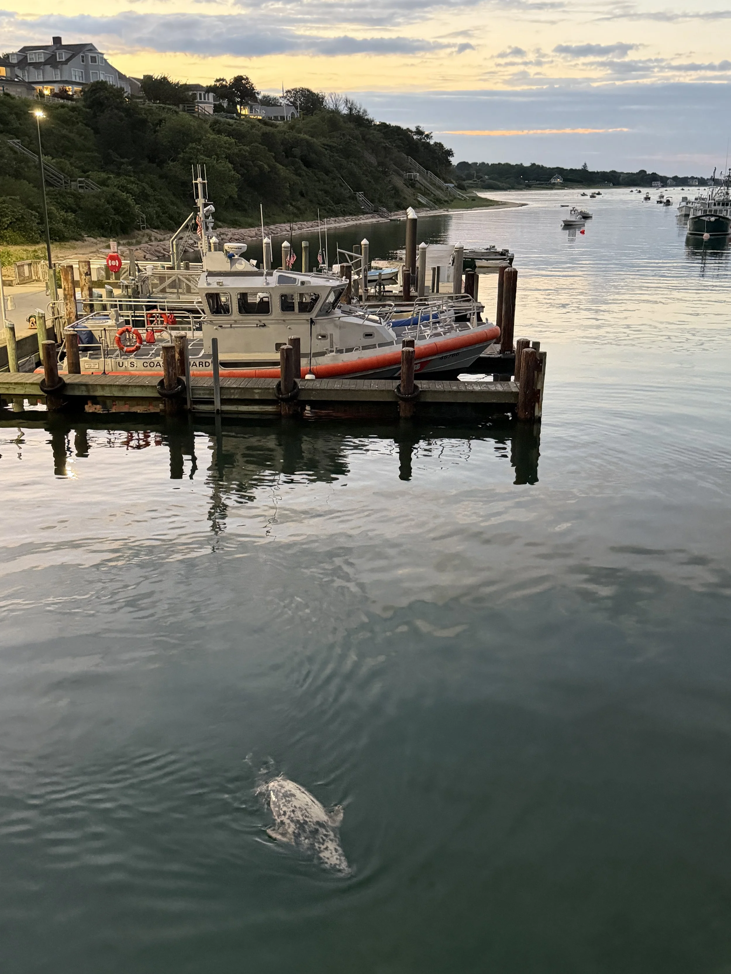 Seal and Coast Guard boat, 45-foot response boat USCG Chatham MA