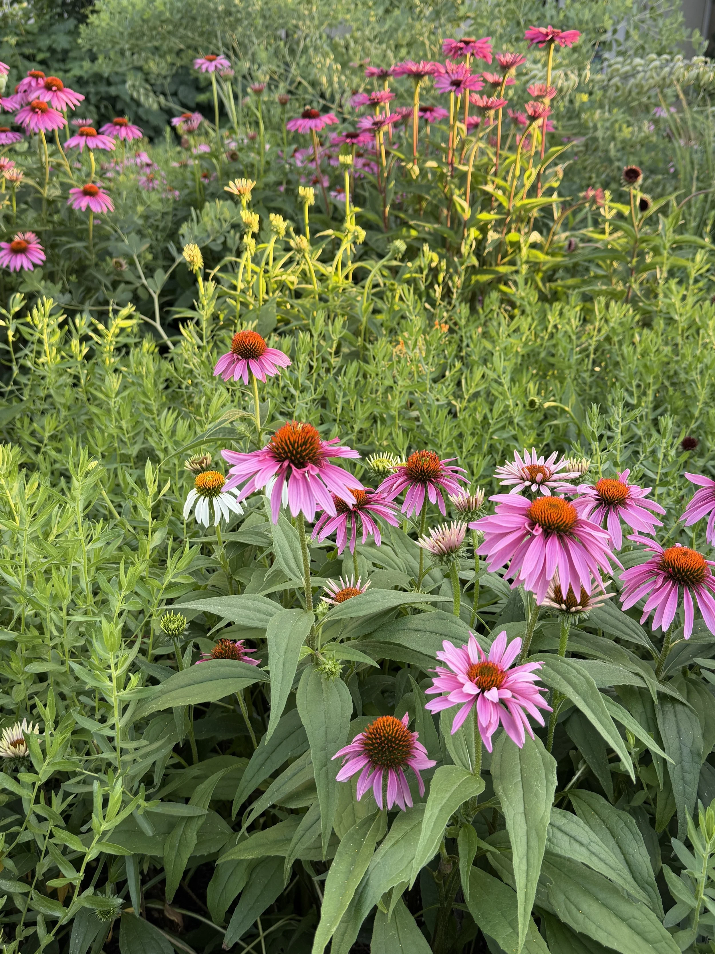 July blooms flowers in Wellfleet, MA