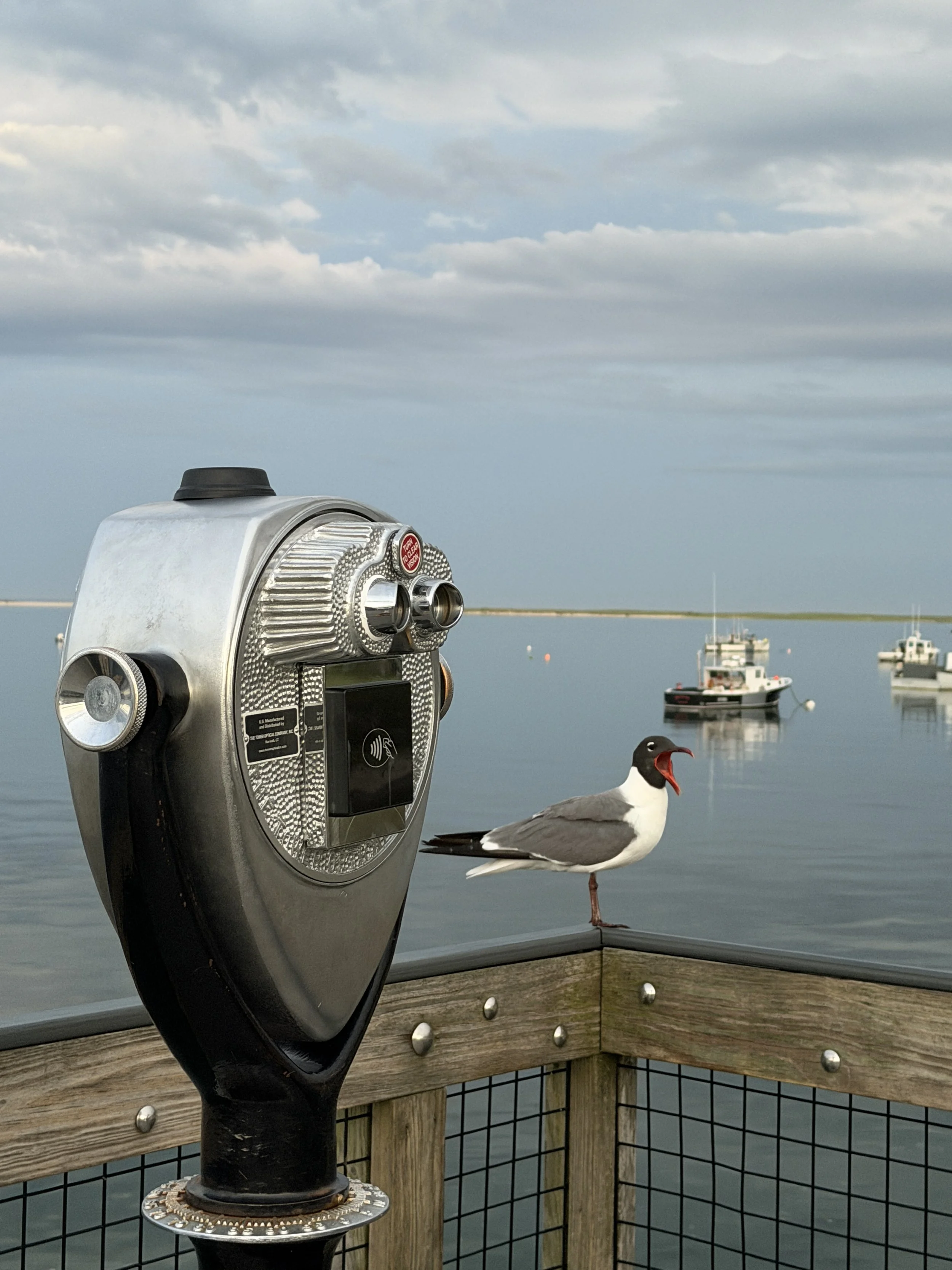 Chatham Fish Pier seagull speaking
