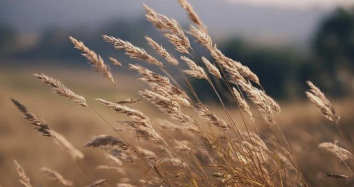The Skinny on Ornamental Grasses