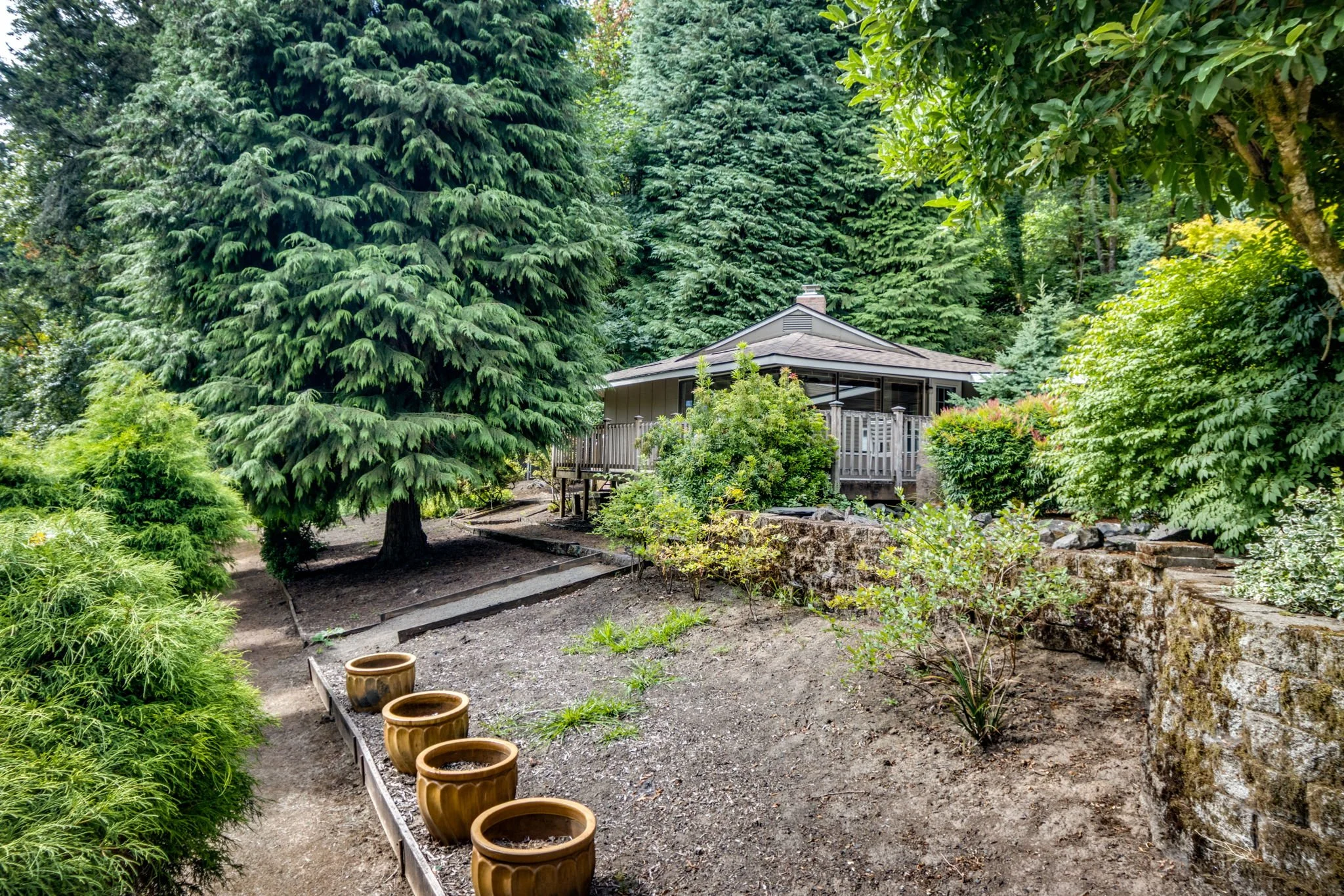 Image of tall cedar trees, bare dirt and empty garden pots, small cottage with wooden deck
