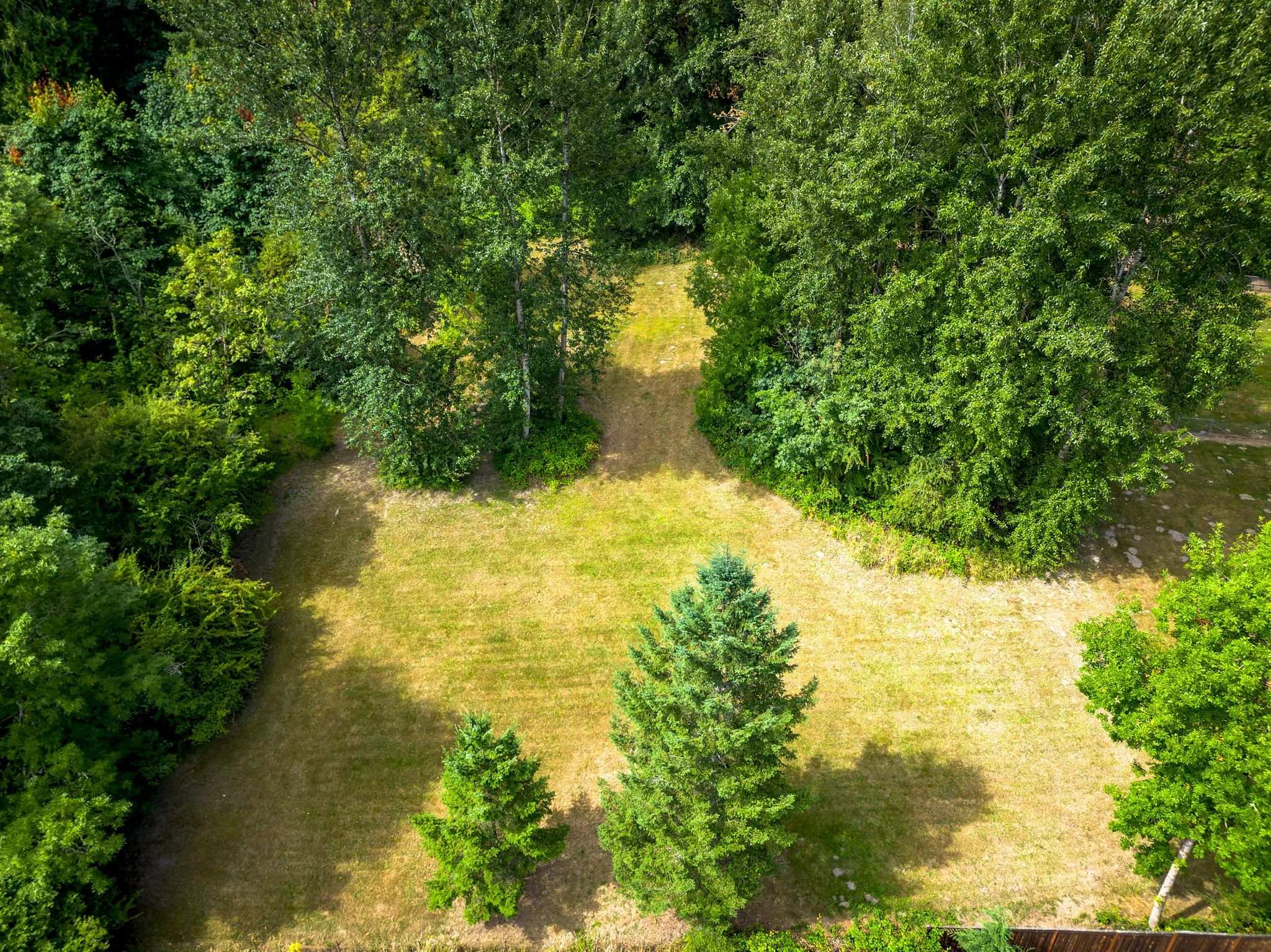 Green grass space in between tall green trees