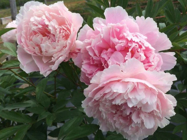 Peony - Sarah Bernhardt