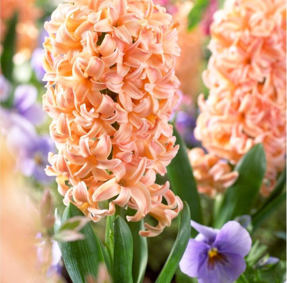 Hyacinth - Gypsy Queen - Pack of 3