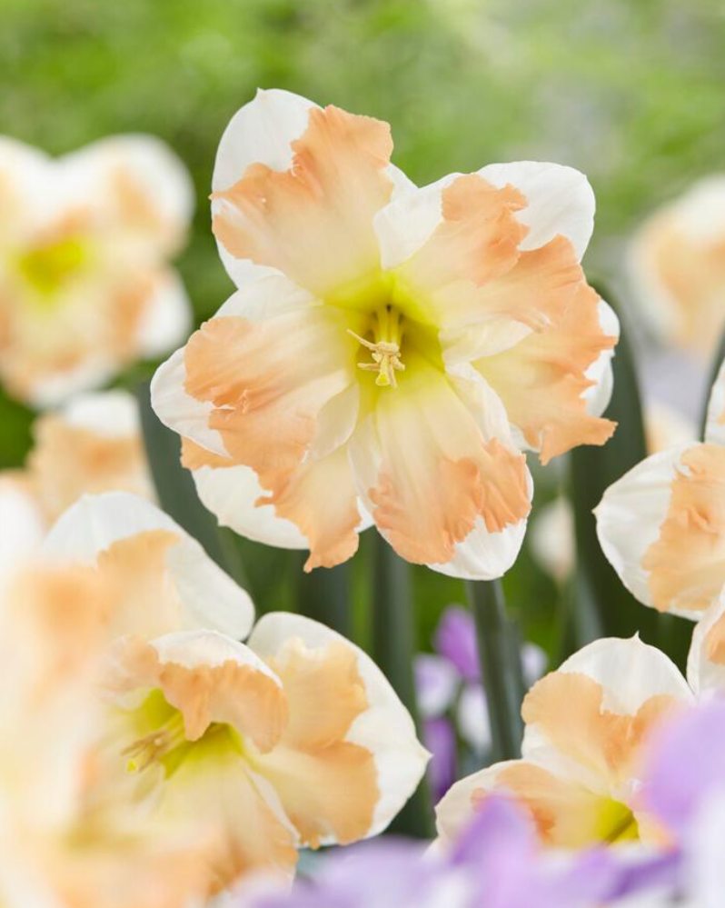 Daffodil - Cum Laude - Pack of 8