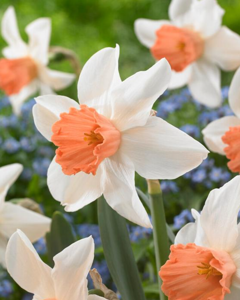 Daffodil - Accent - Pack of 8