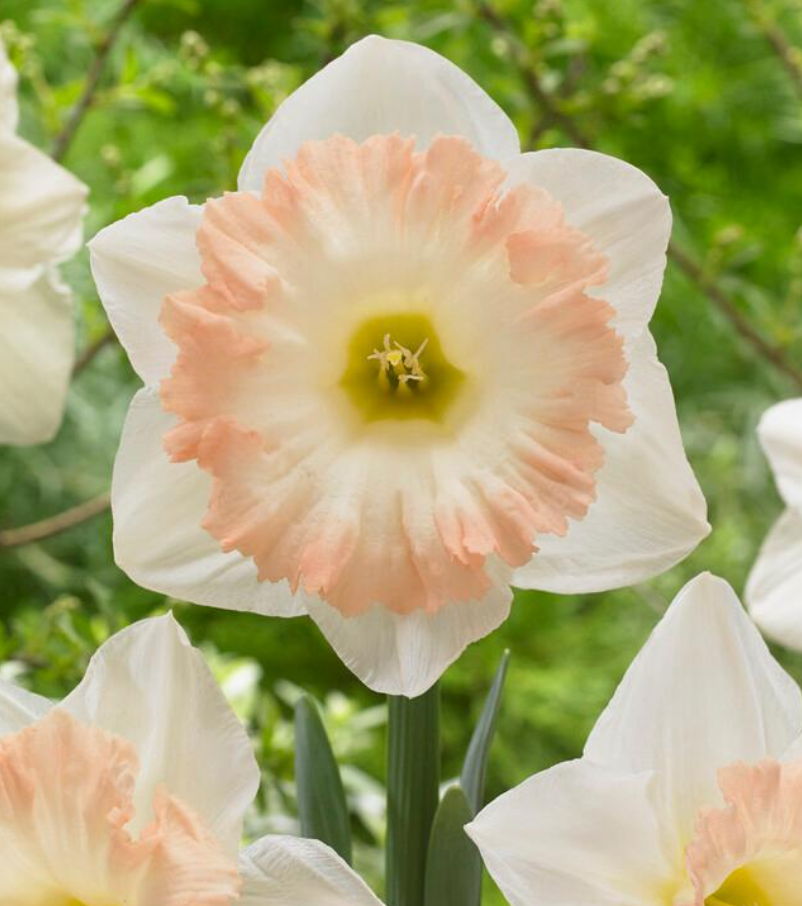 Daffodil - British Gamble - Pack of 8