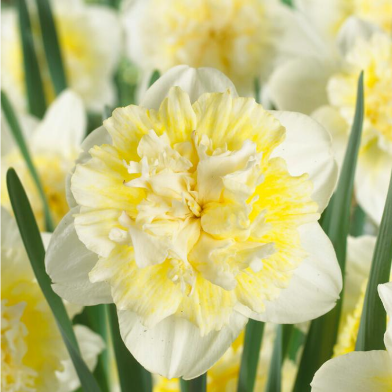 Daffodil - Ice King - Pack of 8