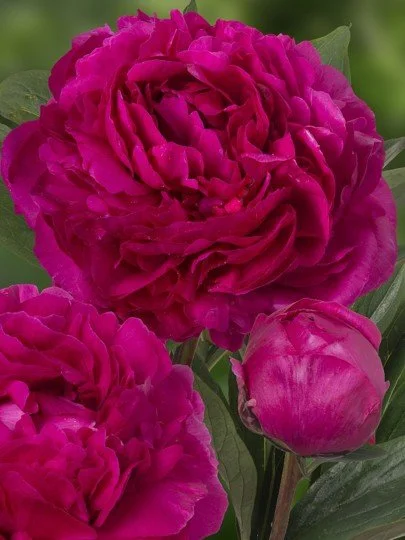 Peony - Kansas