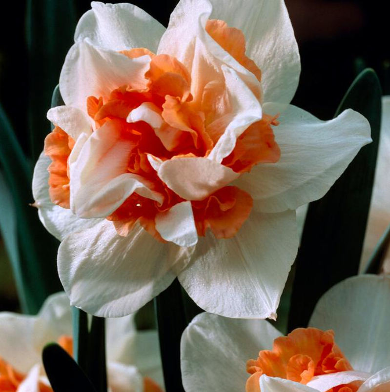 Daffodil - Replete - Pack of 8