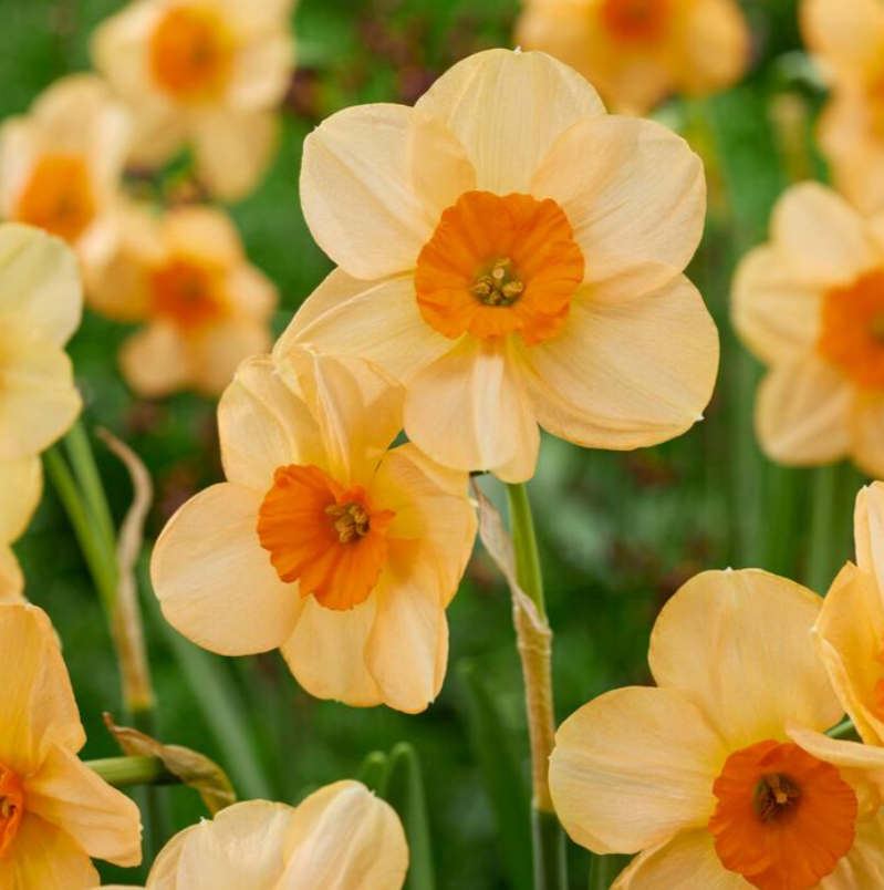 Daffodil - Kedron - Pack of 8