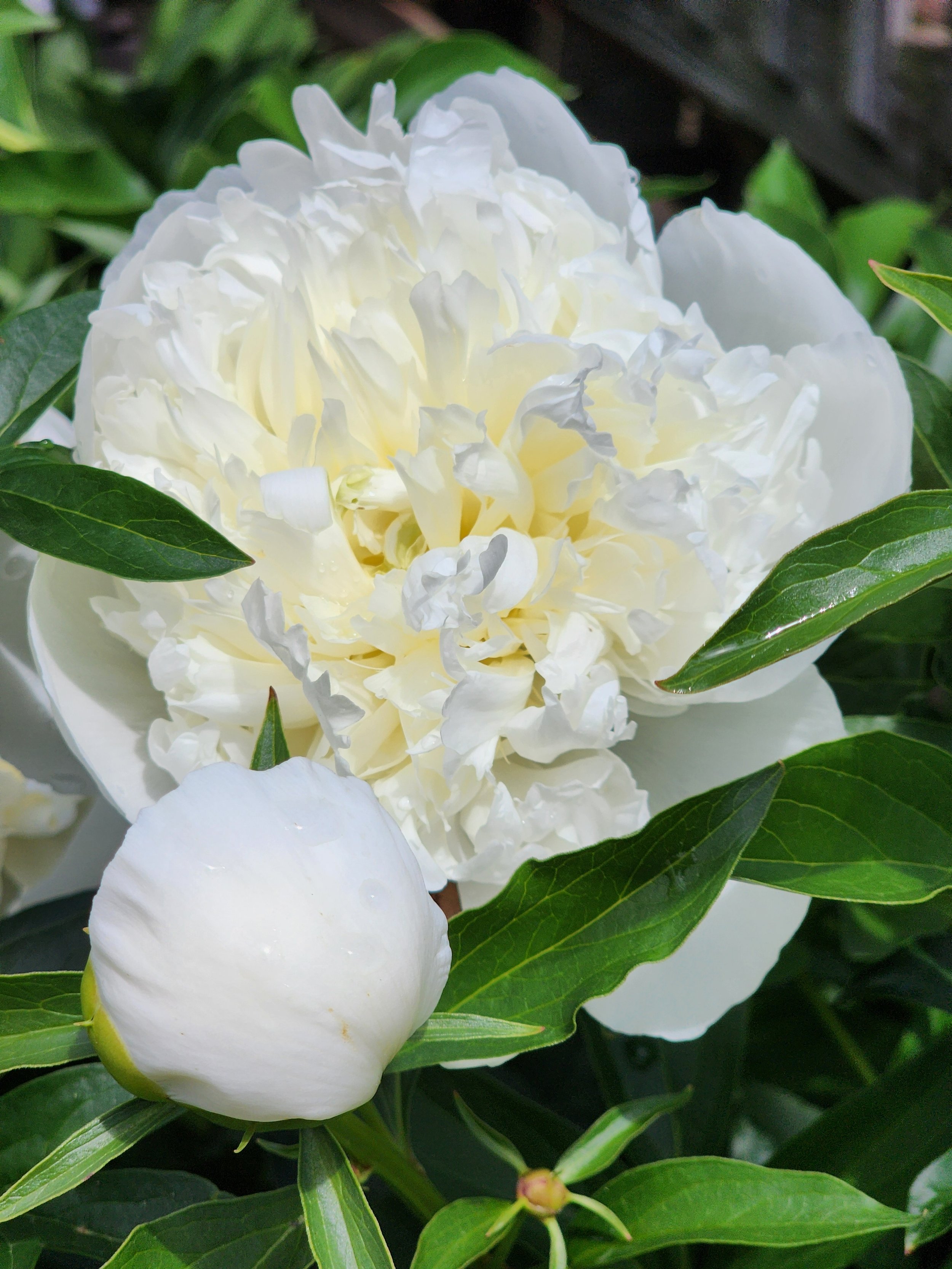 Peony - Duchesse de Nemours
