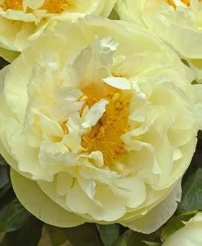 Lemon Chiffon.jpg