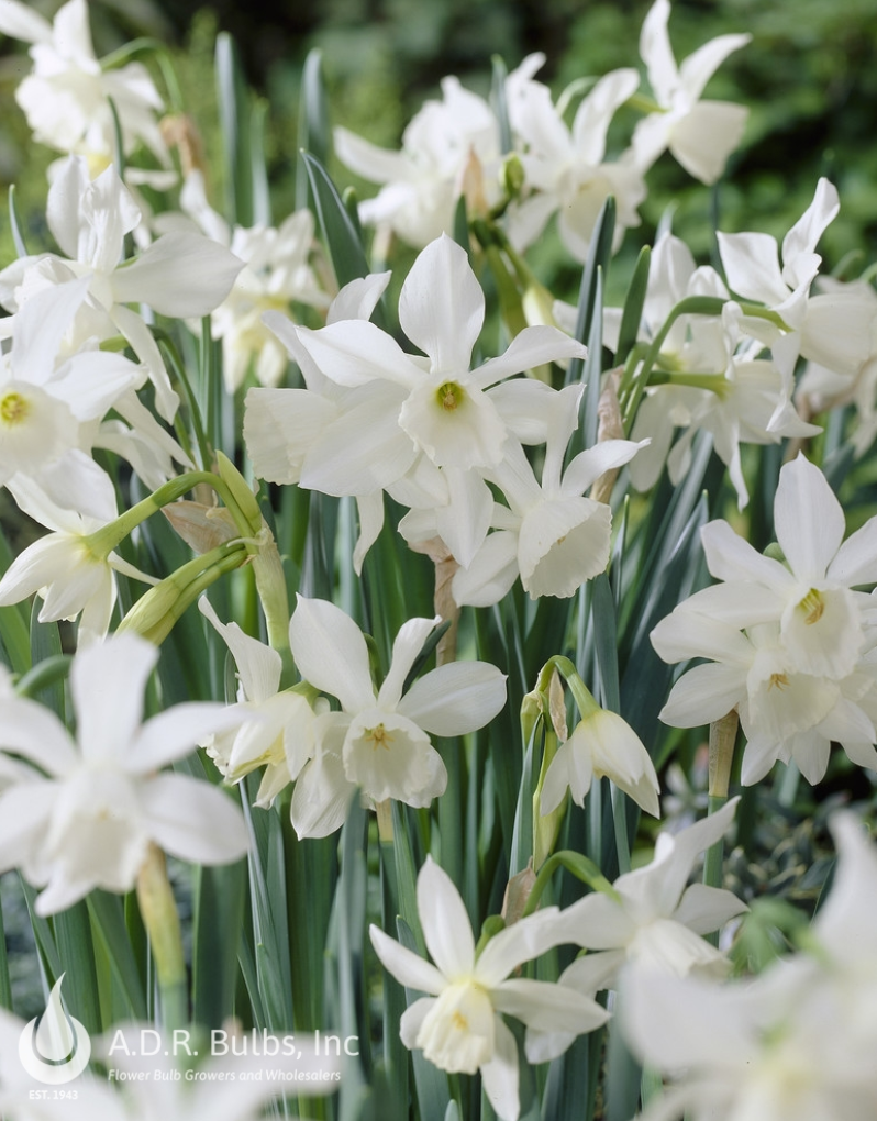 Daffodil - Mini - Thalia - Pack of 8