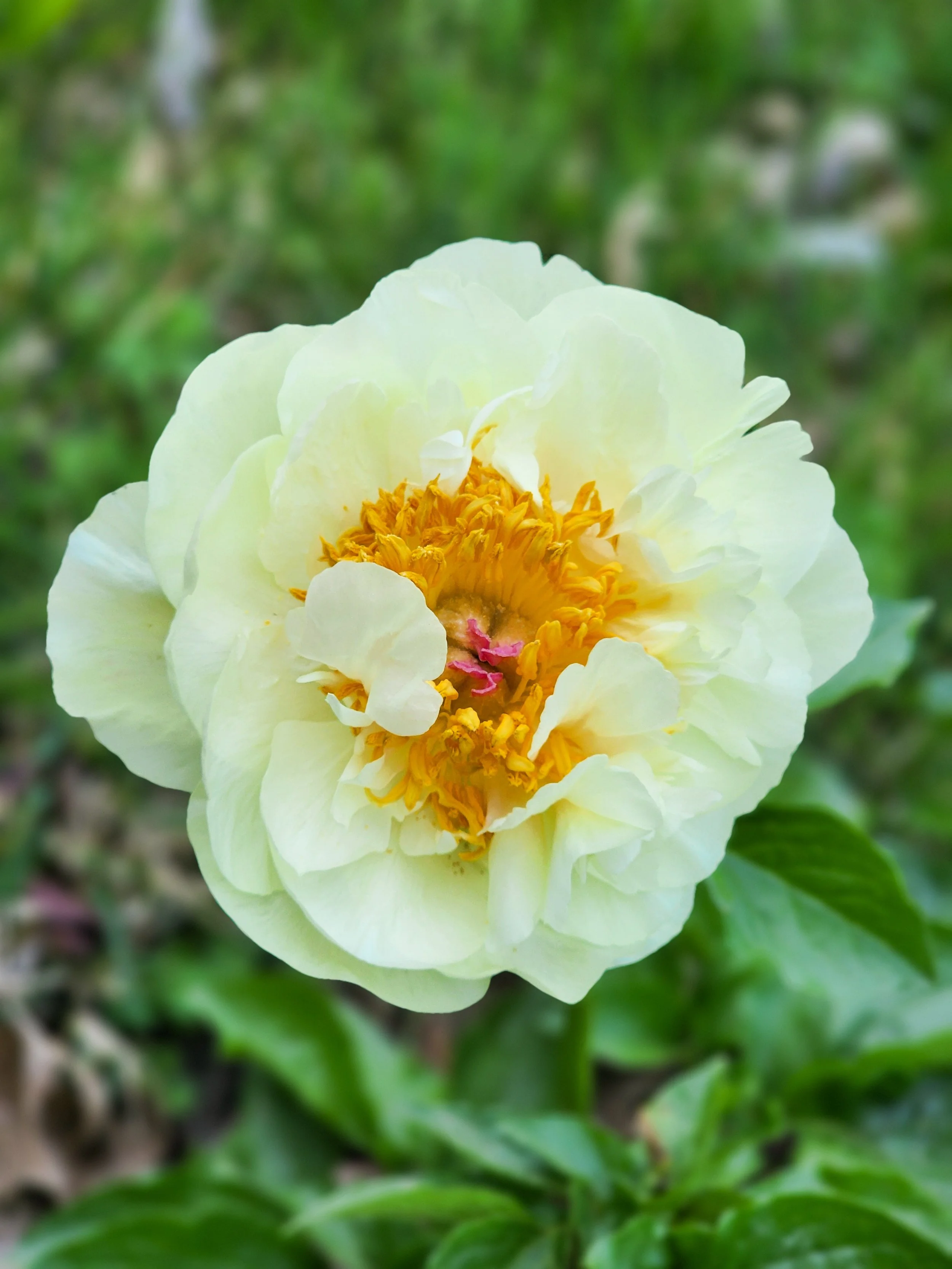 Peony - Lemon Chiffon