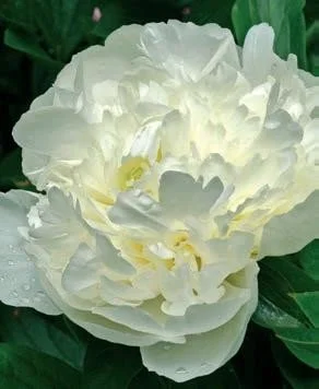 Duchesse de Nemours.jpg
