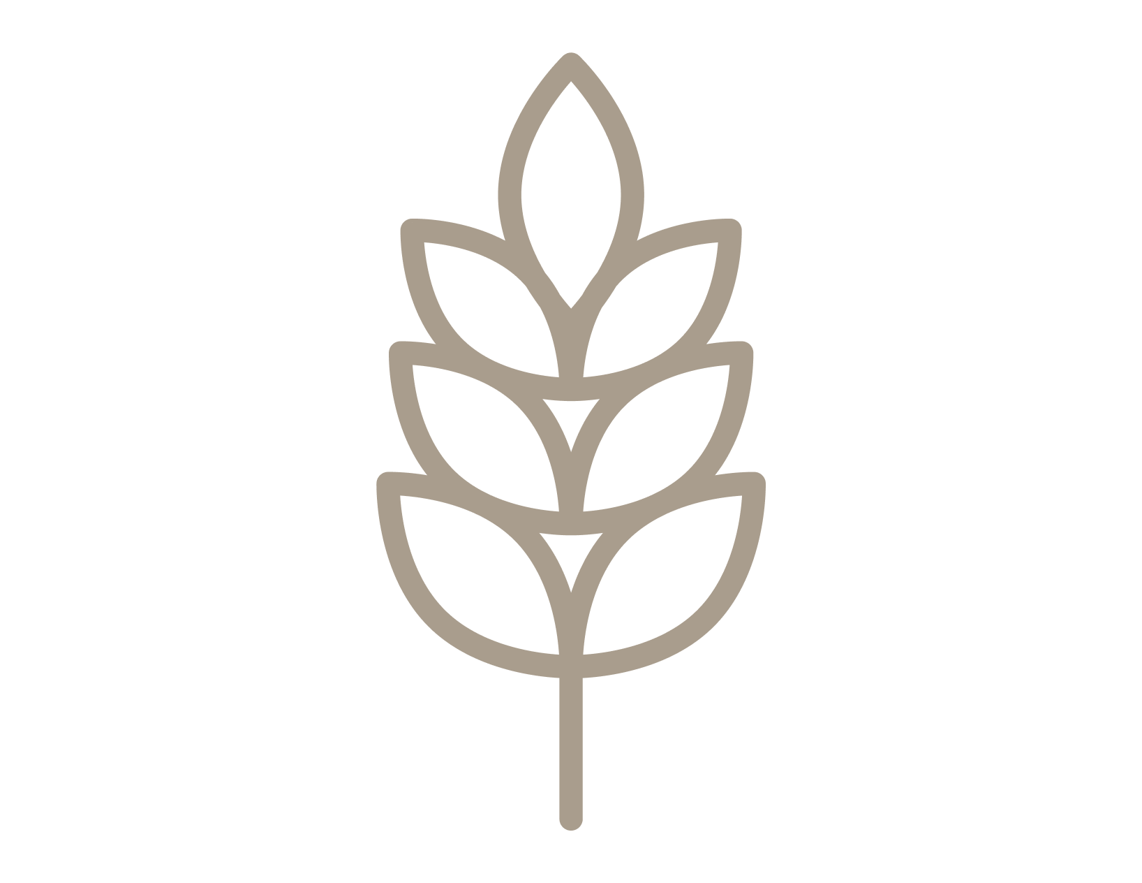 A minimalist line drawing of a stalk of wheat or barley with multiple grains or leaves extending outward. The illustration is beige on a black background.