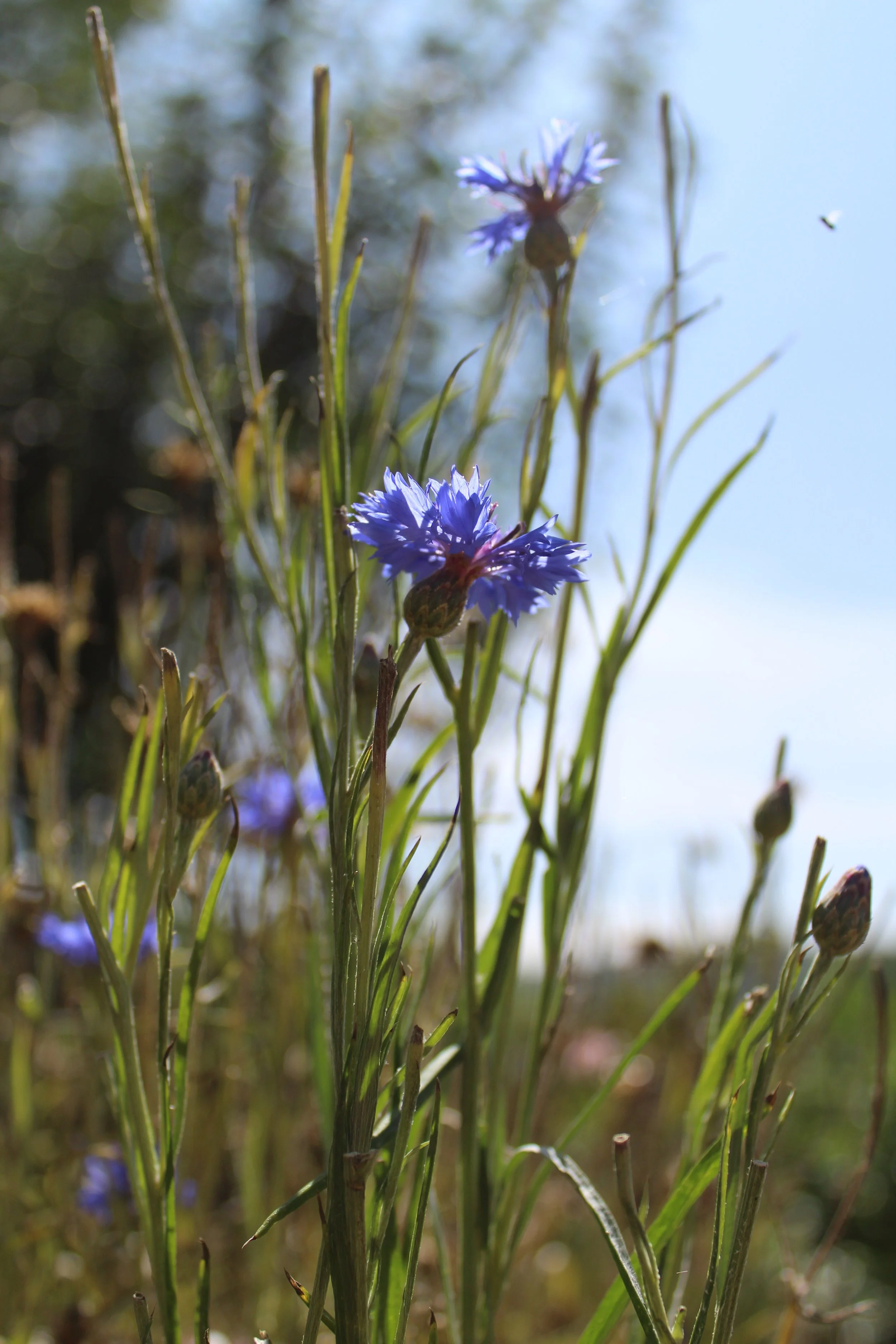 Fleur de bleuet pour crème hydratante de la marque de cosmétiques naturels Les Fleurs