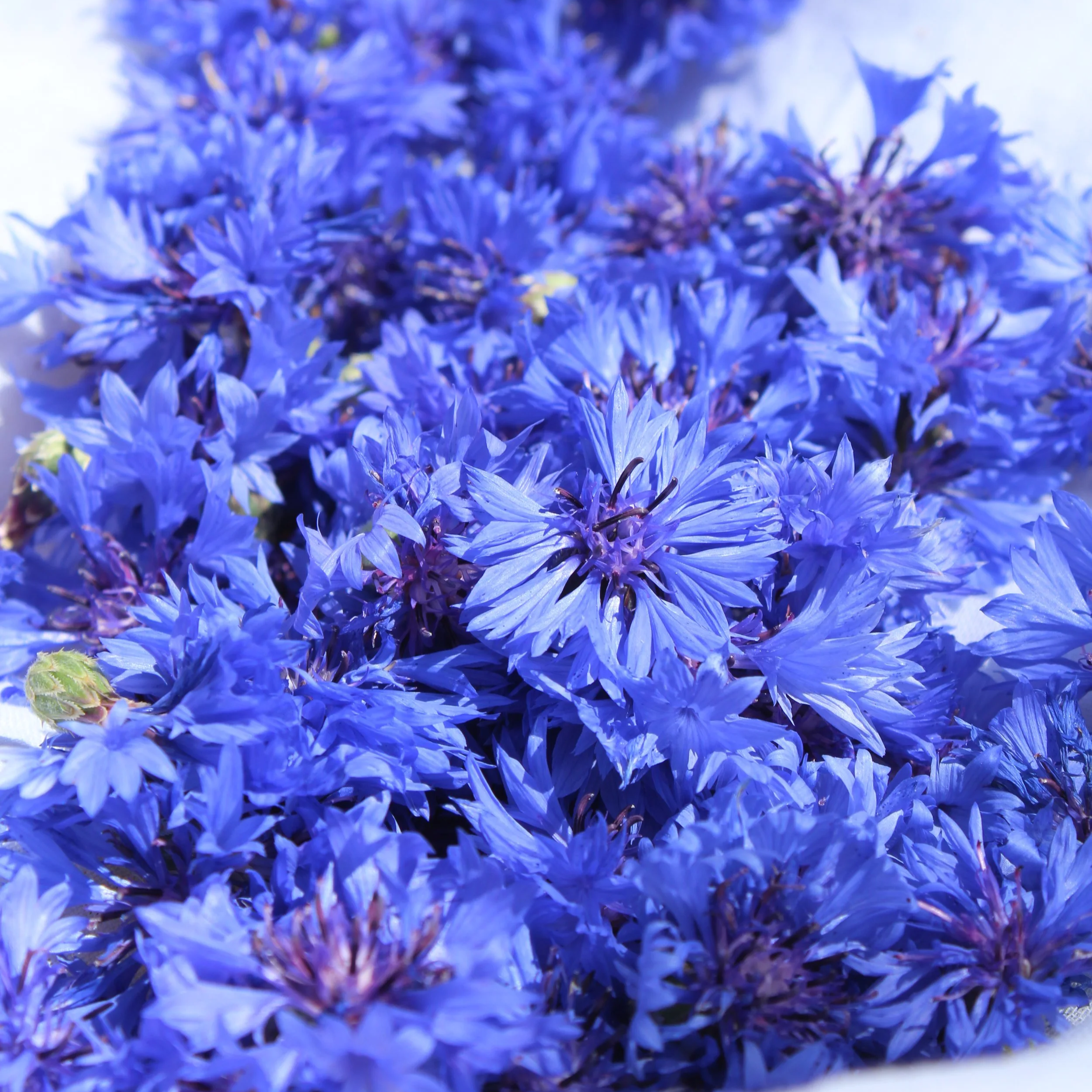 Bleuets récoltés pour faire des produits cosmétiques