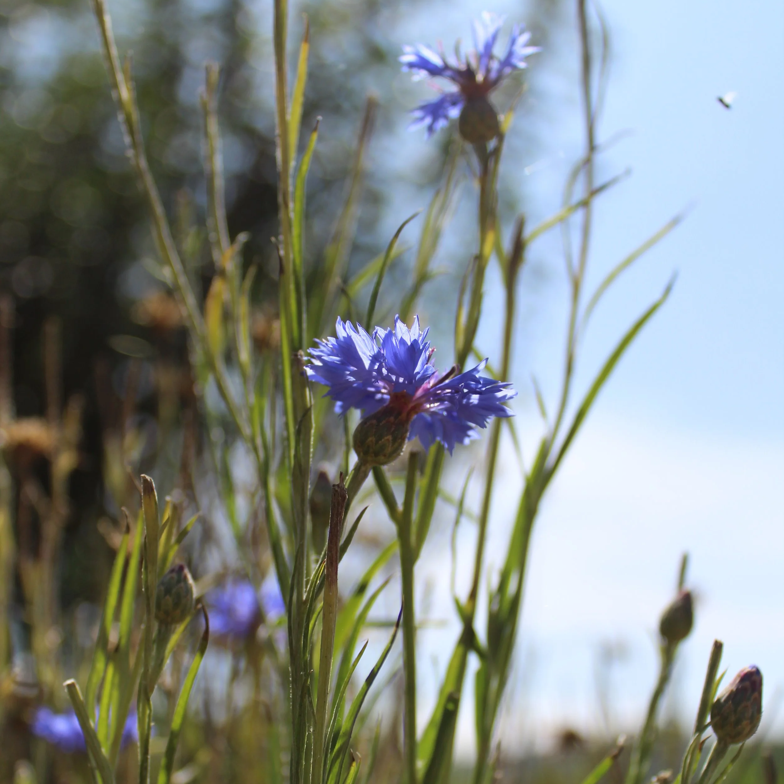 Bleuets cultivés pour faire des produits cosmétiques. 