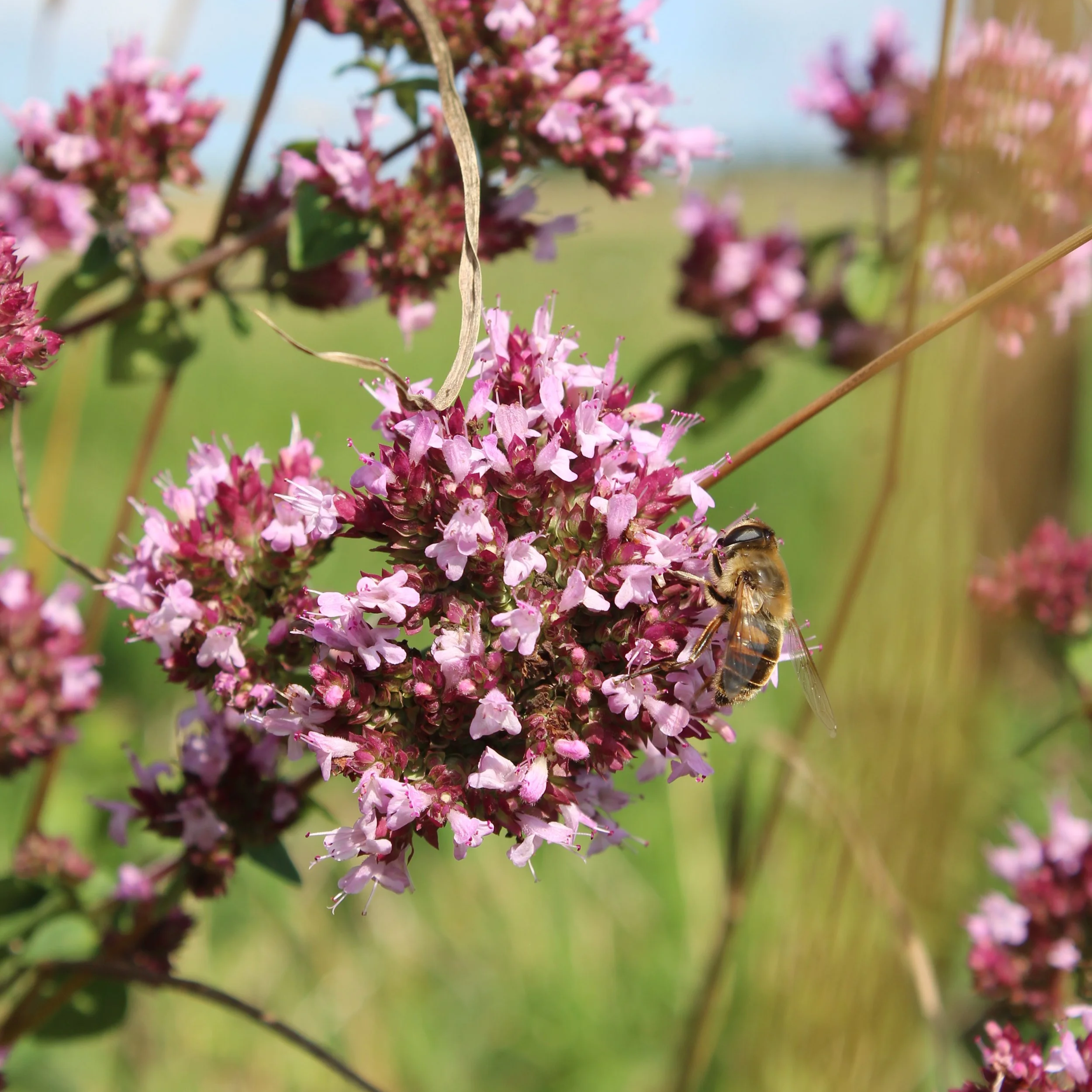 Découvrez le jardin de la Maison de cosmétiques Les Fleurs. Découvrez les fleurs qui ont permis à créer nos cosmétiques artisanaux et naturels.