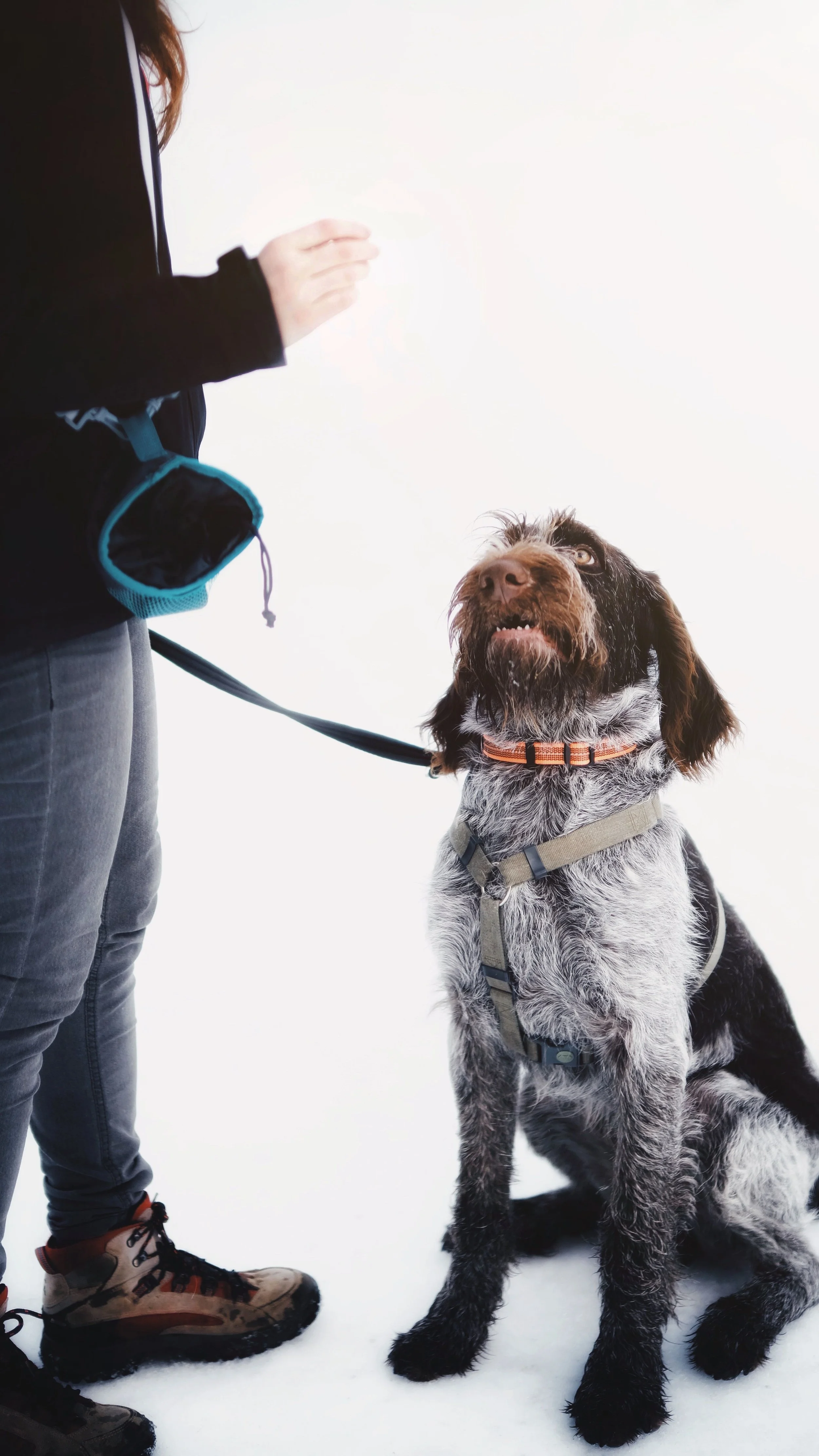 4 Week Obedience Training