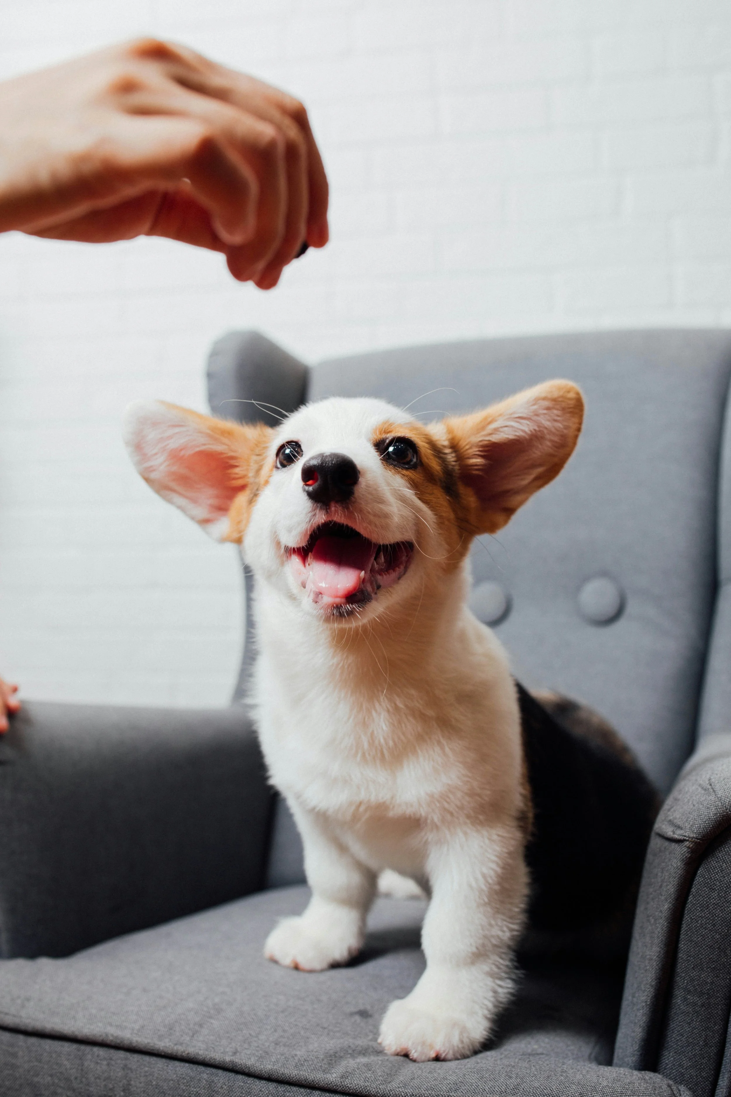 Puppy 101
