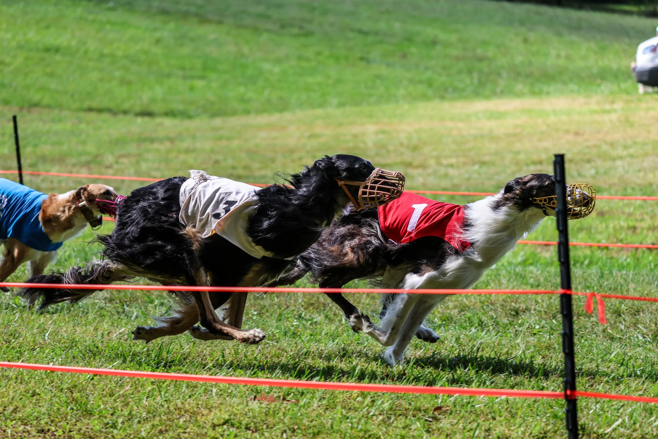 Dogs participating in a race, wearing numbered racing vests and muzzles, running on a grassy field, with part of a car visible in the background.