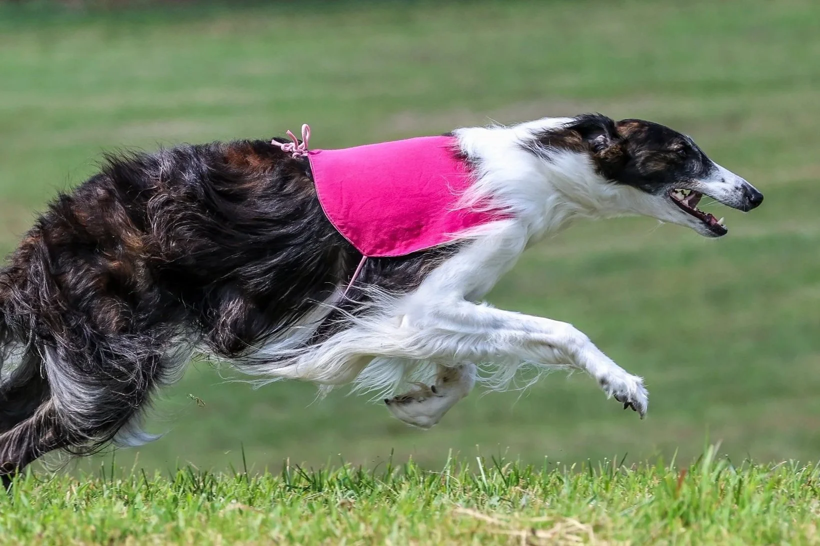 A Border Collie dog racing at full speed on a grassy field, wearing a pink vest.