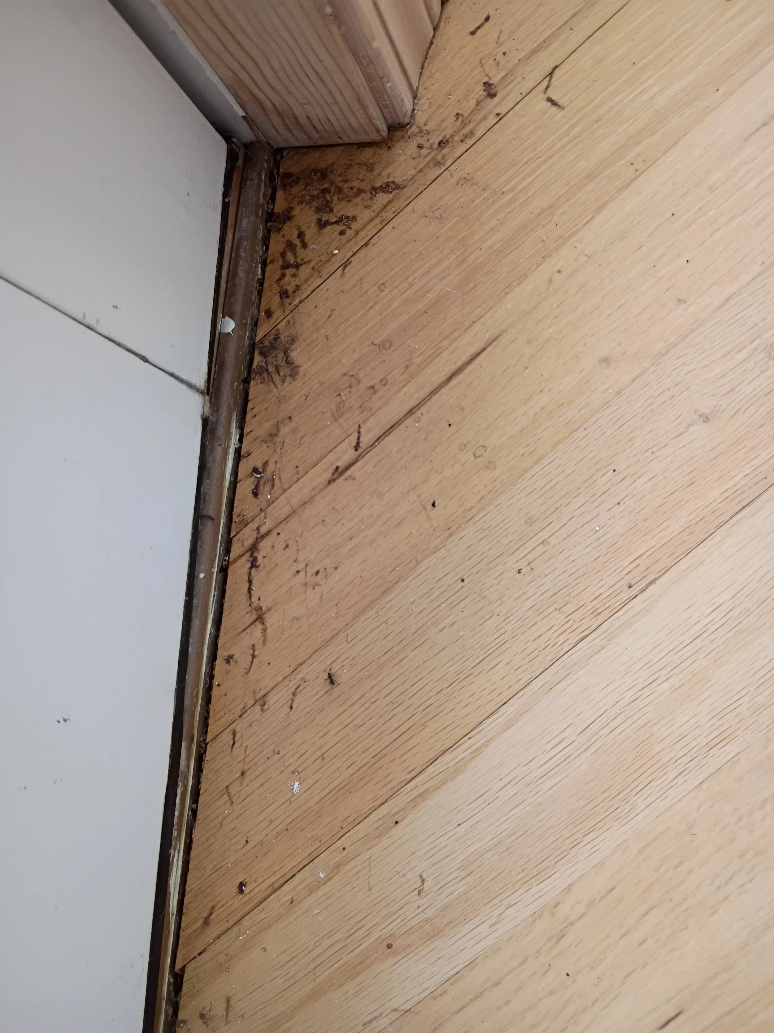Close-up of a wooden floor with dirt, dust, and debris near the base of a door frame.