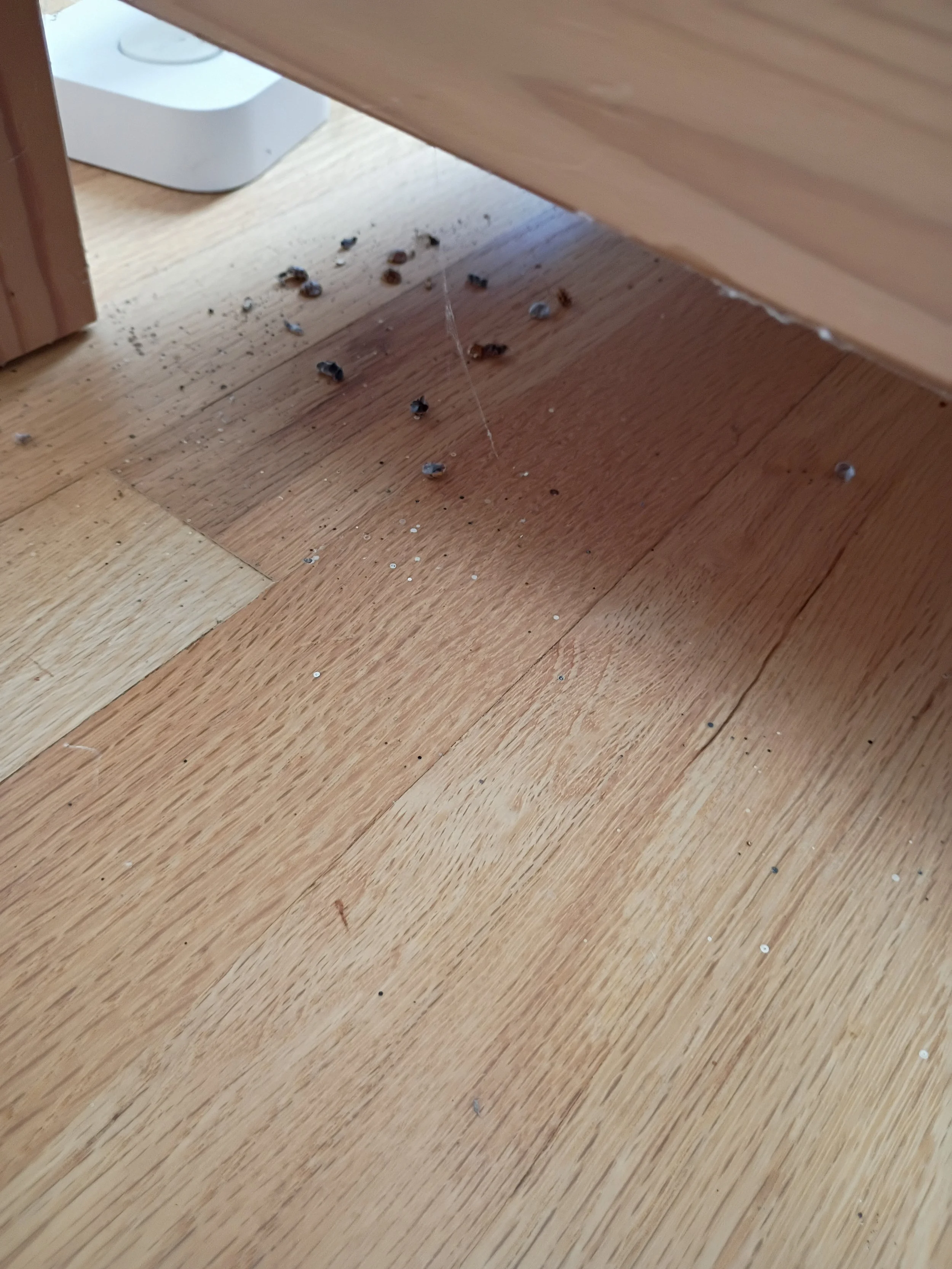 A wooden floor with scattered small debris, some black and white, near a piece of furniture, with a white electronic device in the background.