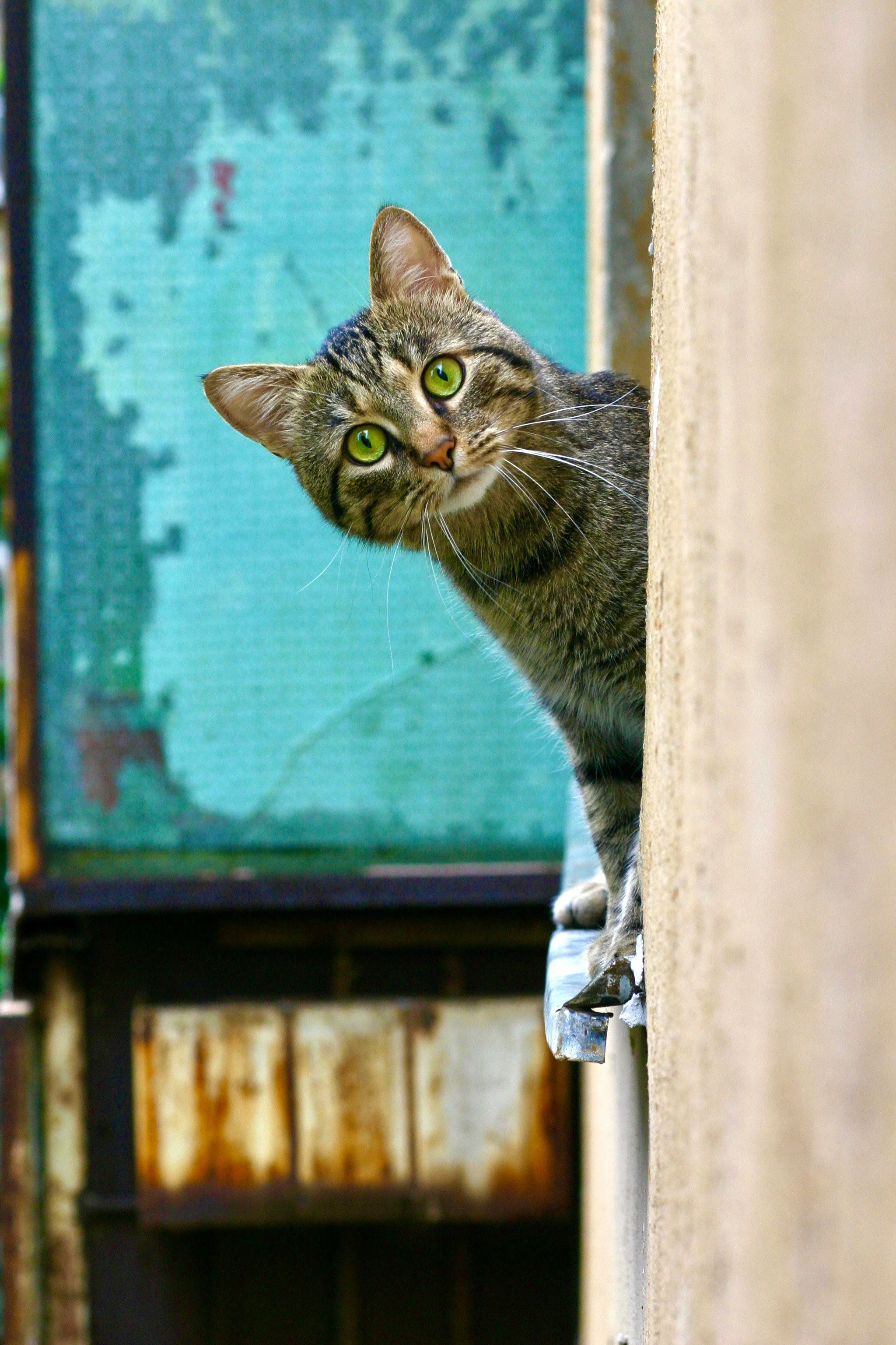 Social Media Is Making Pet Owners Second-Guess Everything