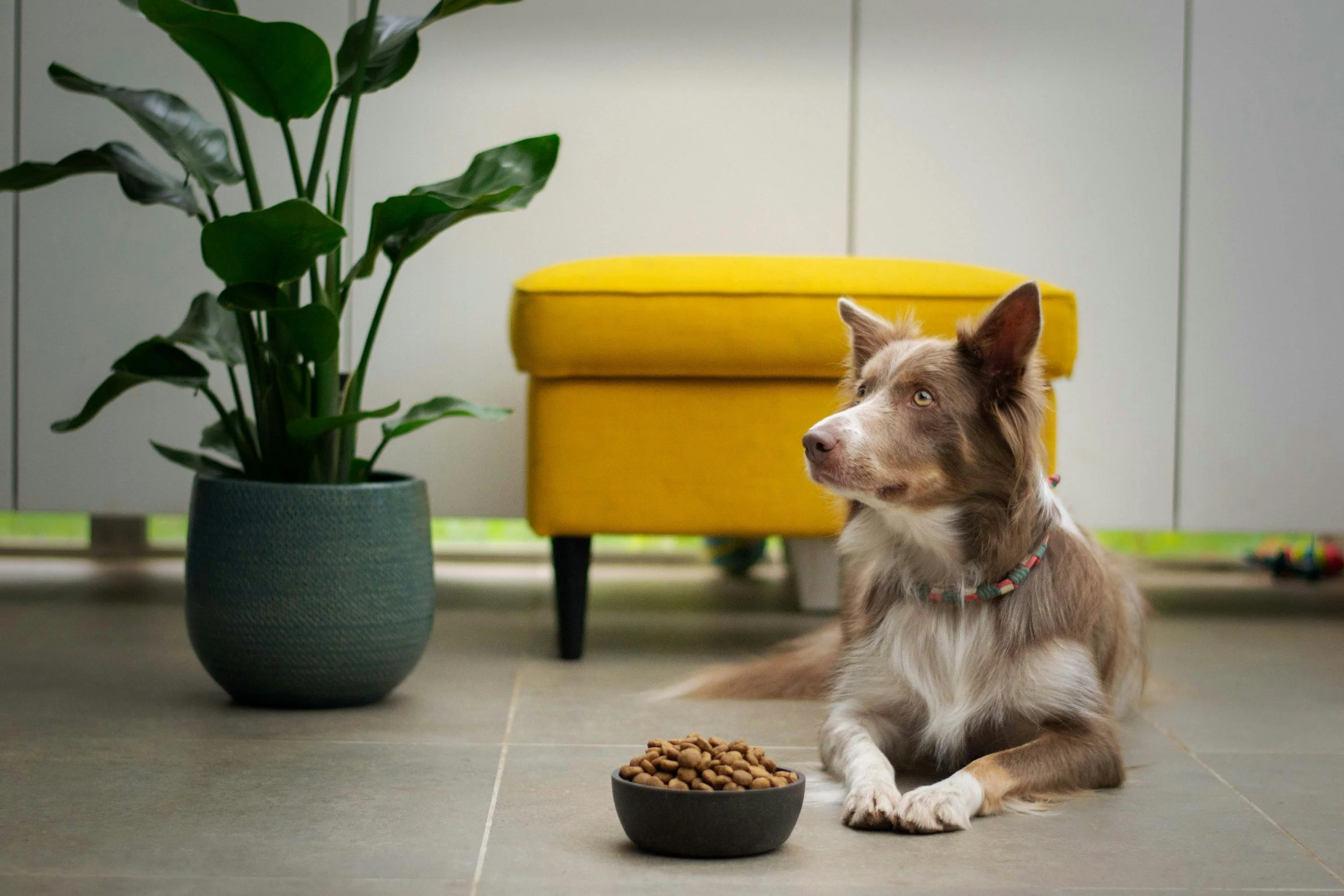 How to read a pet food label 