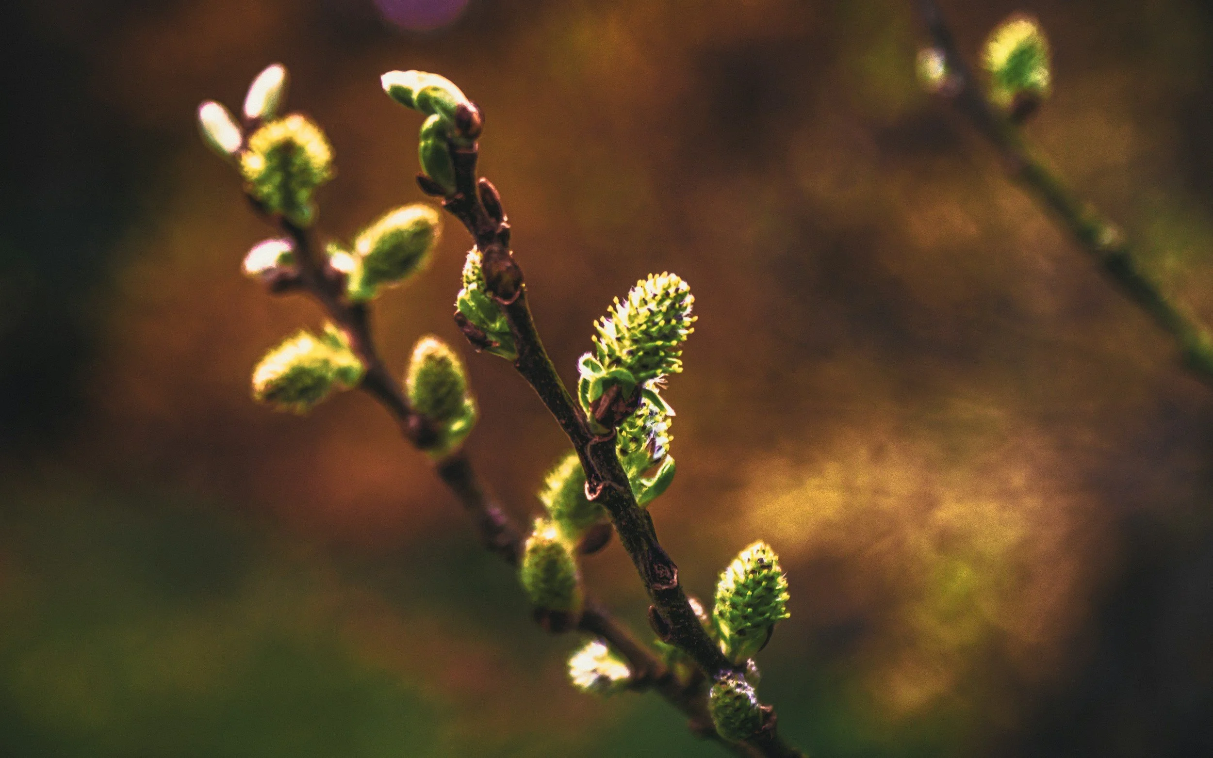 Close-up of green budding leaves or flowers on a slender branch with blurred background.