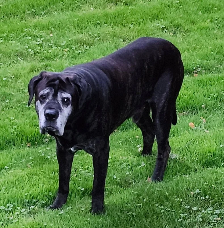 Otis_5.jpg