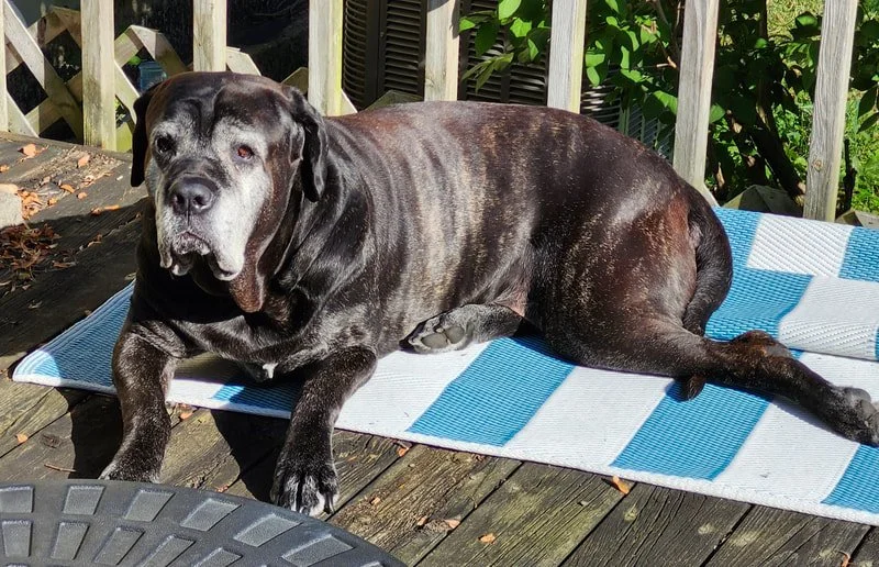 Otis_3.jpg