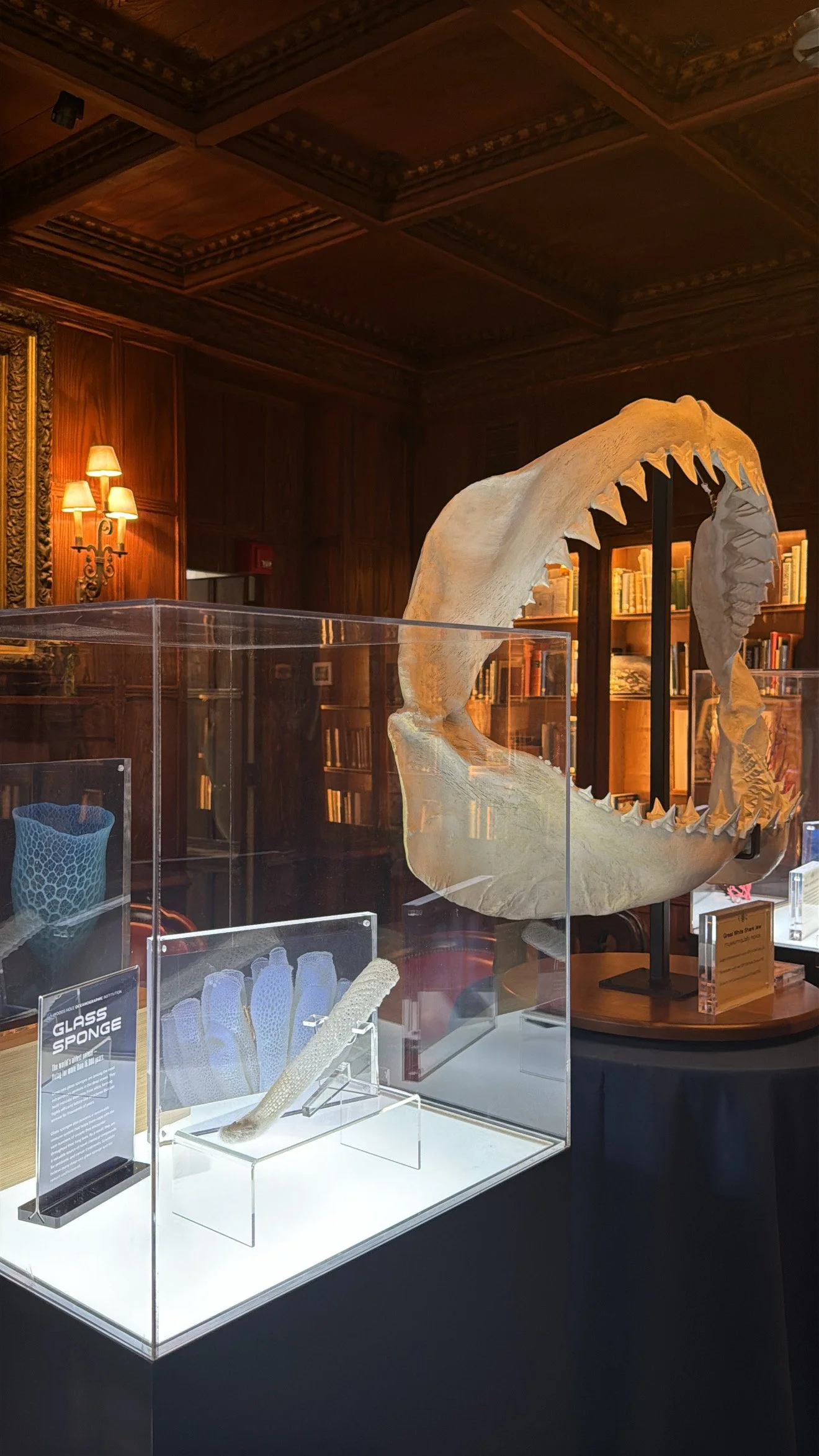 Beneath the Surface: Lucas A. Perry and Marine Conservation