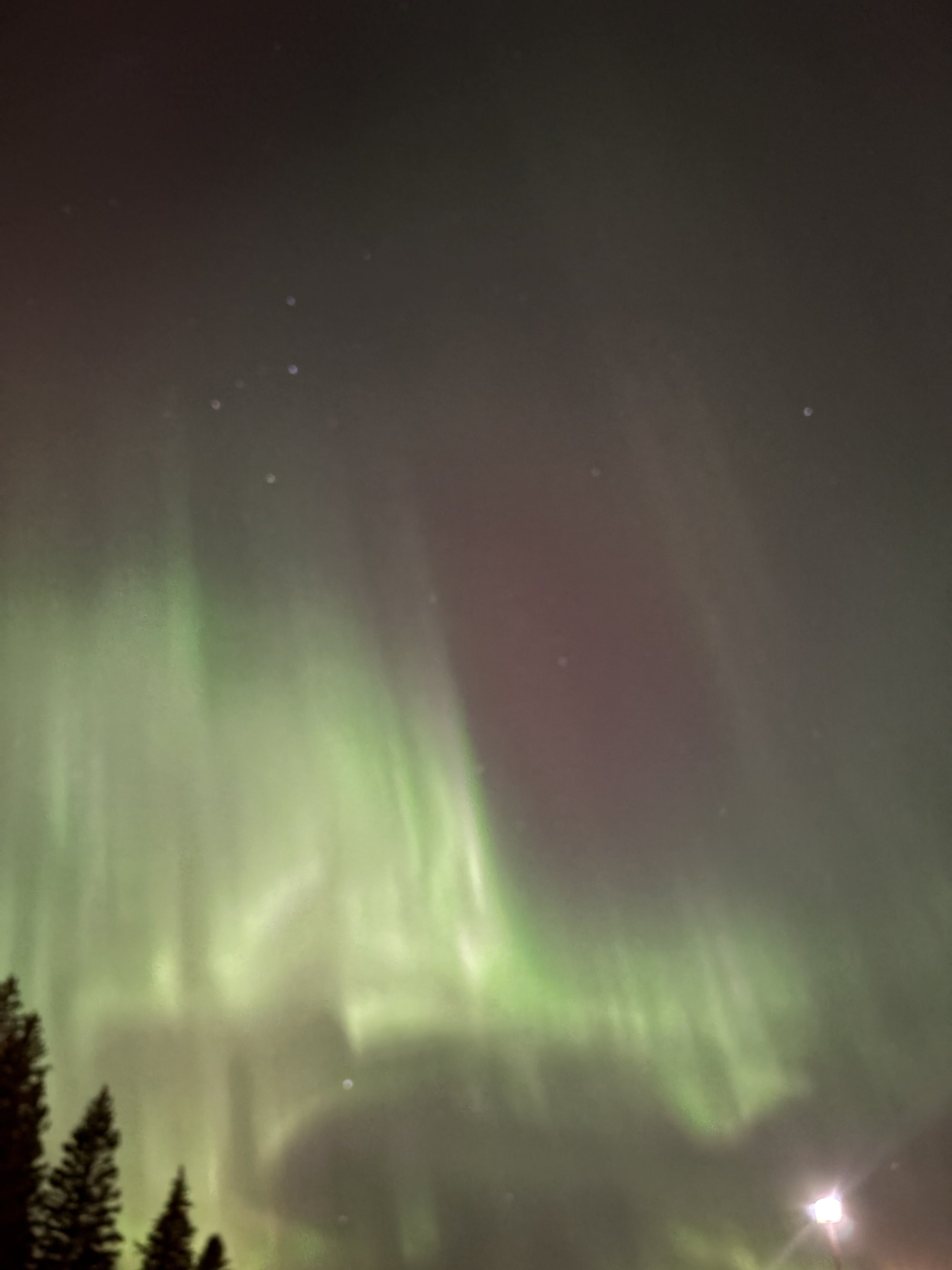 The night sky illuminated with green and purple auroras, with stars and a bright moon, and silhouettes of pine trees in the foreground.